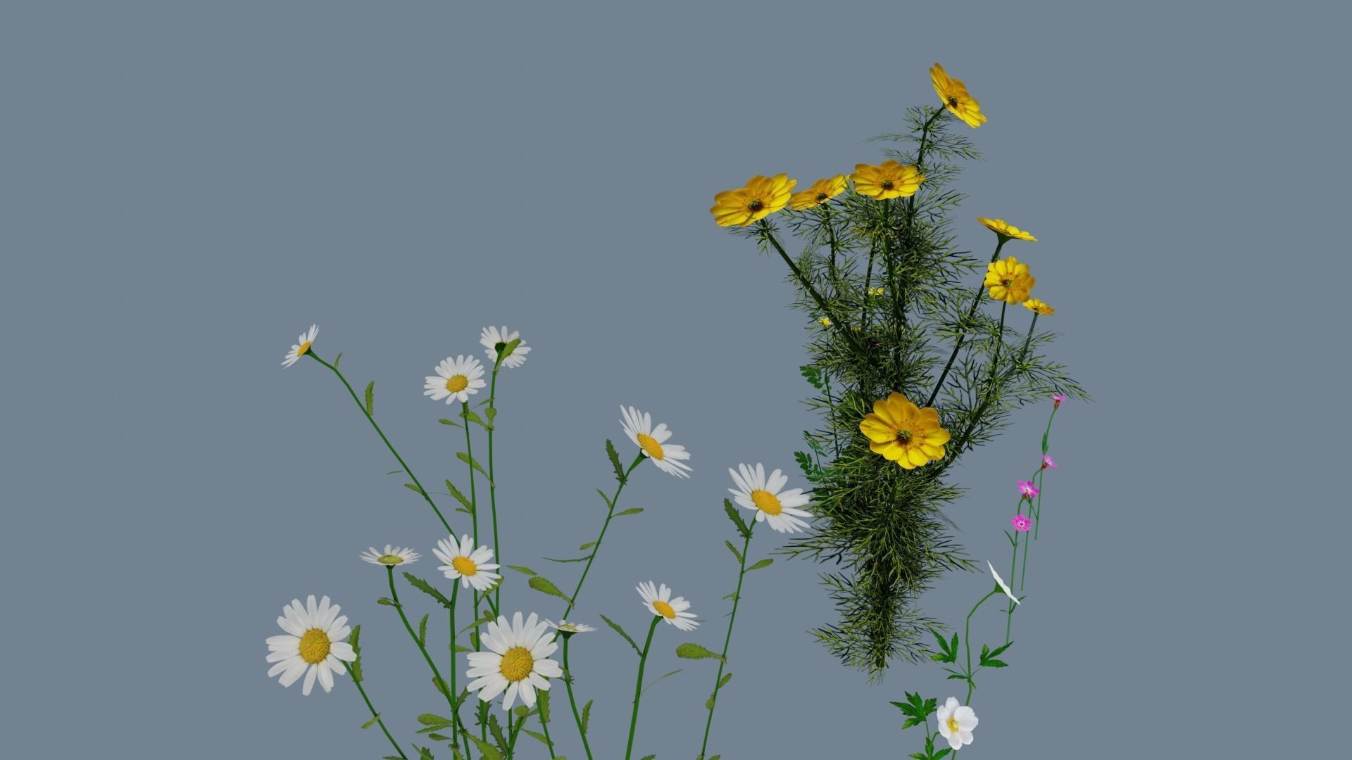 Wild flowers set Low-poly 3D model_6