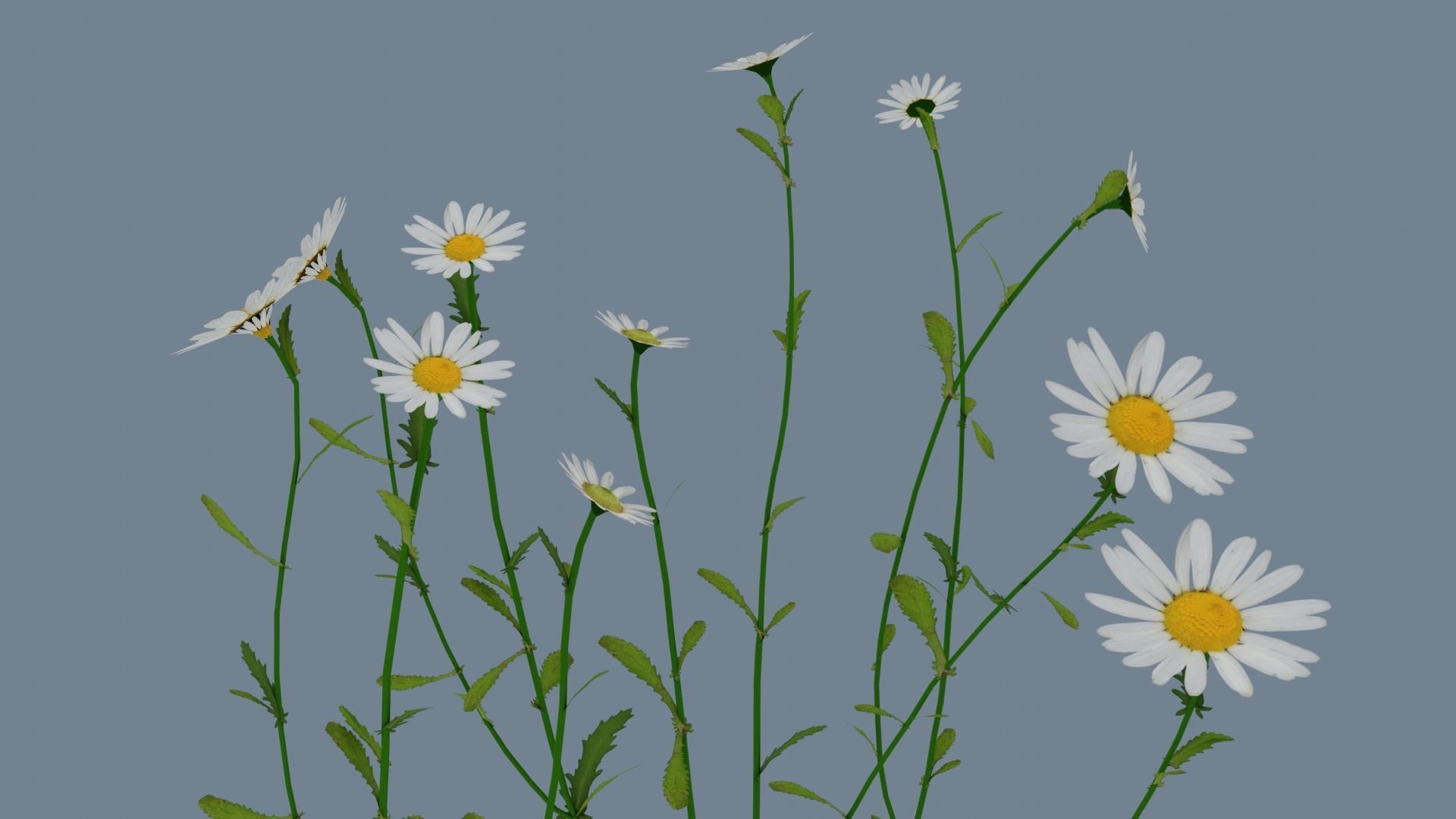 Wild flowers set Low-poly 3D model_1