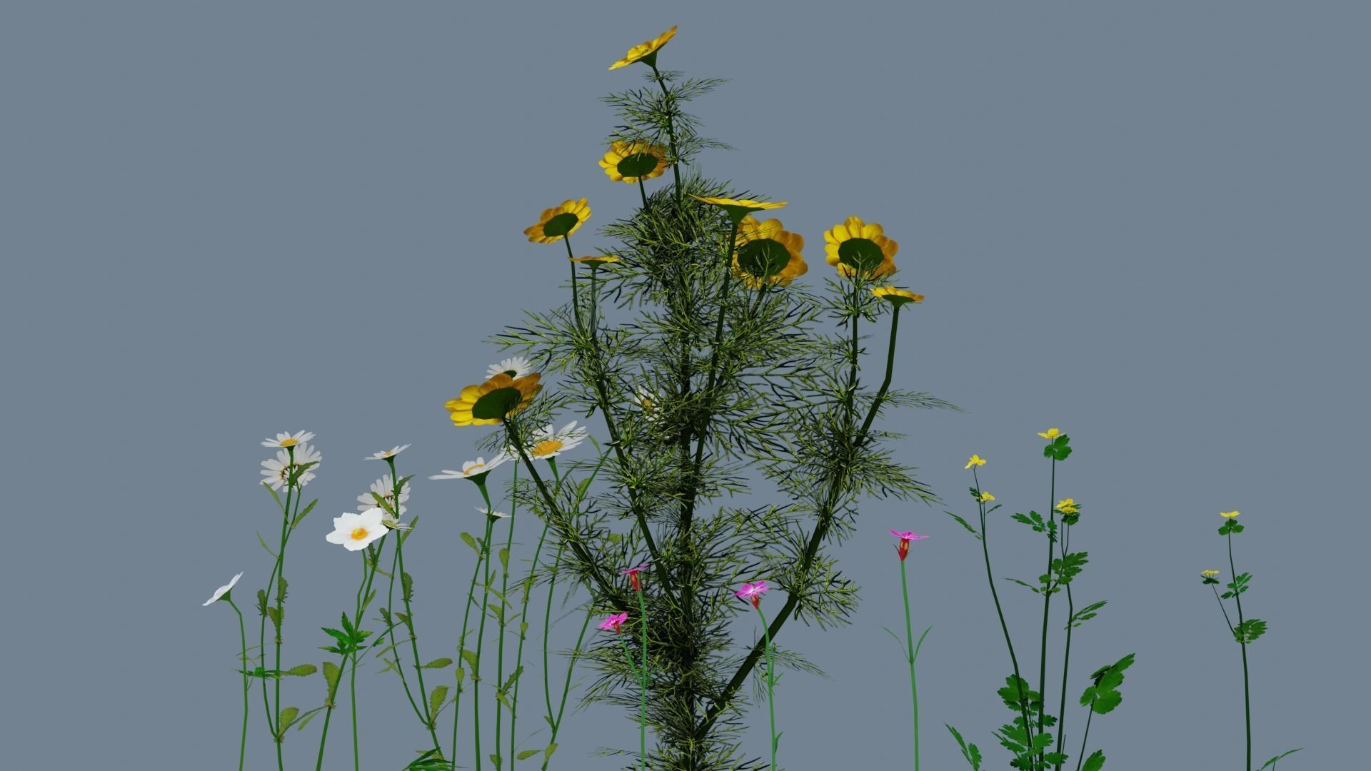 Wild flowers set Low-poly 3D model_7