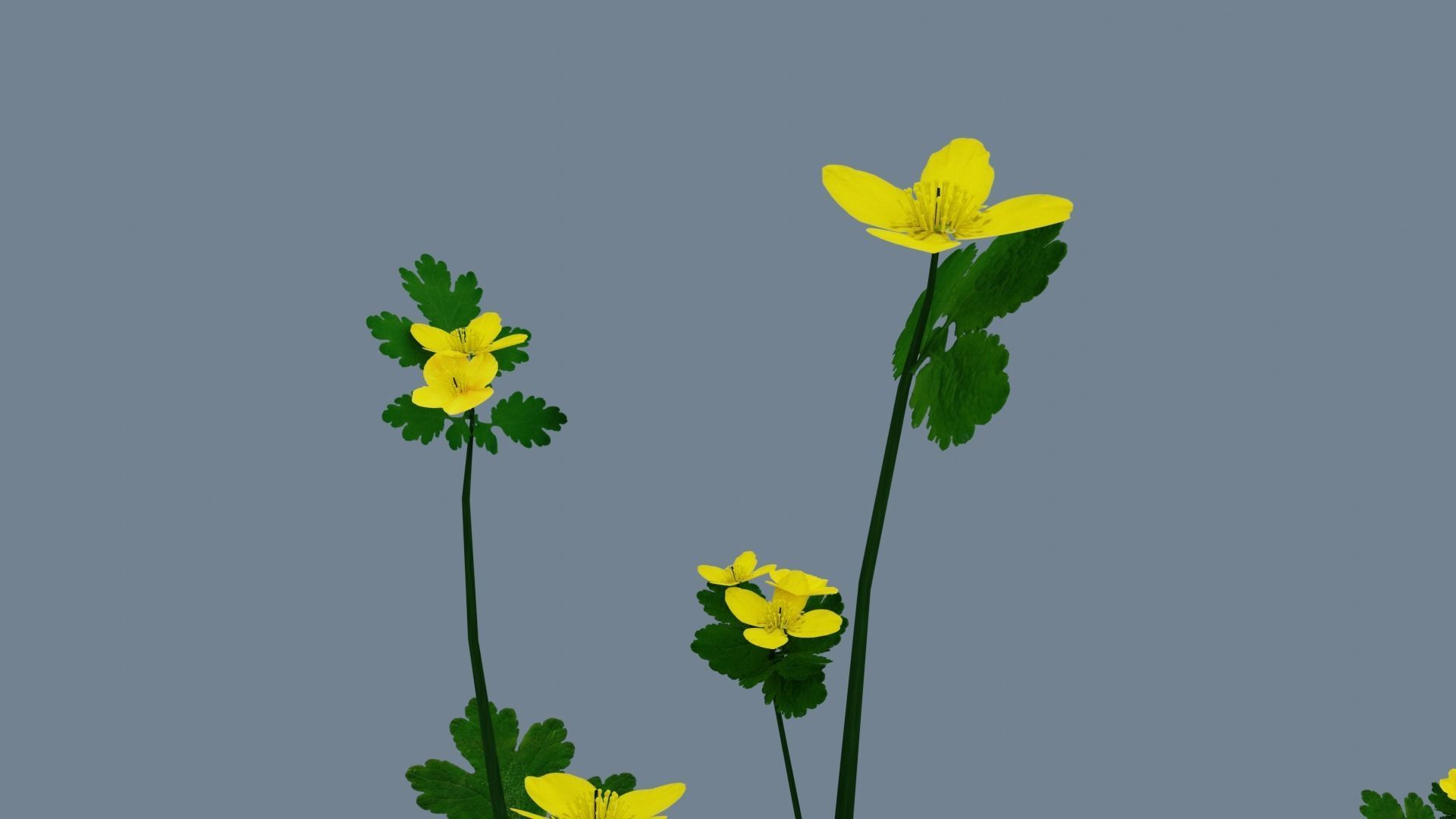Wild flowers set Low-poly 3D model_3