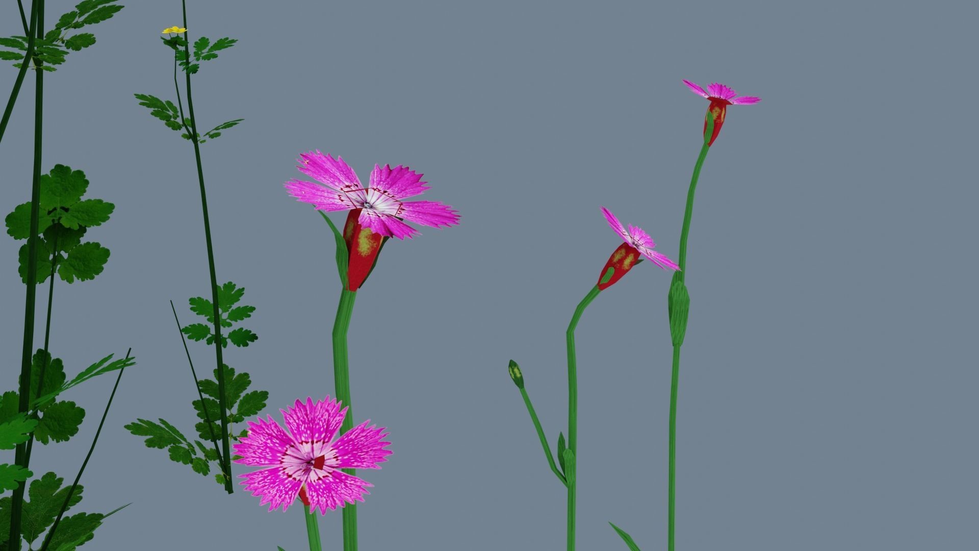 Wild flowers set Low-poly 3D model_4