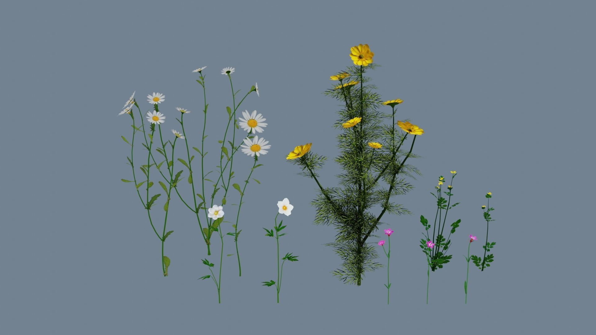 Wild flowers set Low-poly 3D model_0