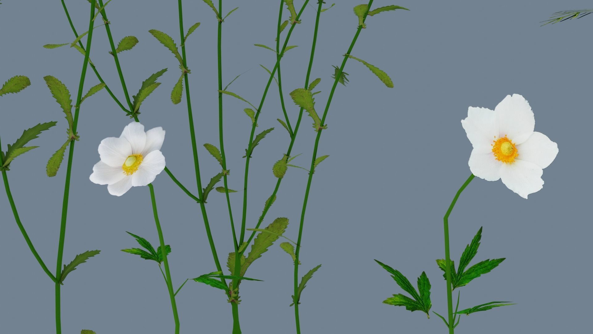 Wild flowers set Low-poly 3D model_5