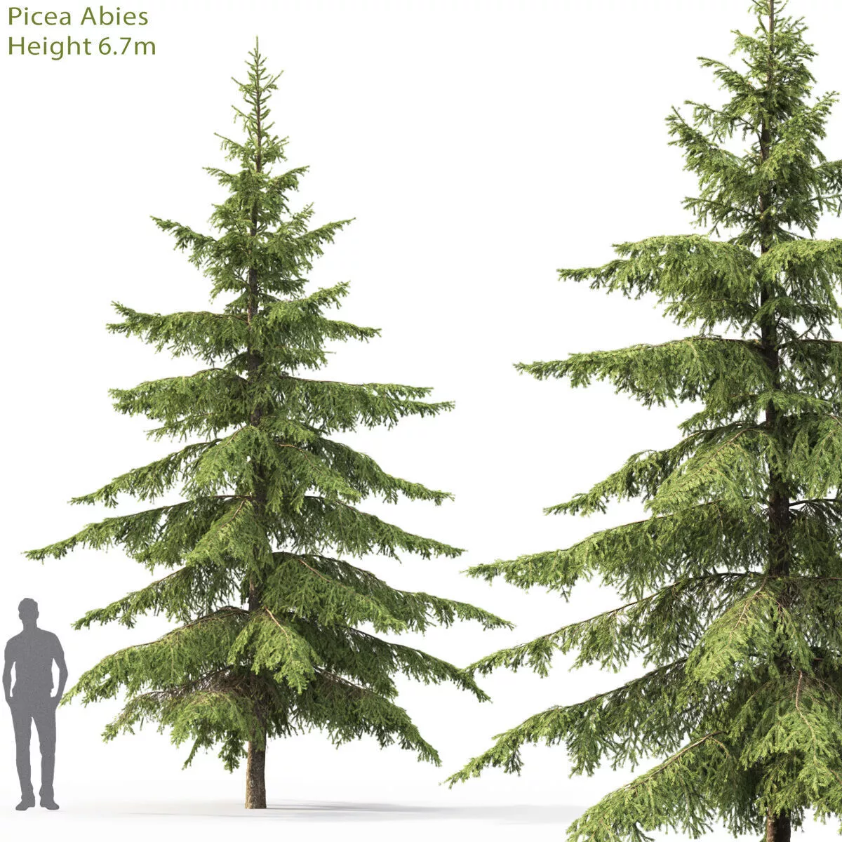 Picea 09 3D model
