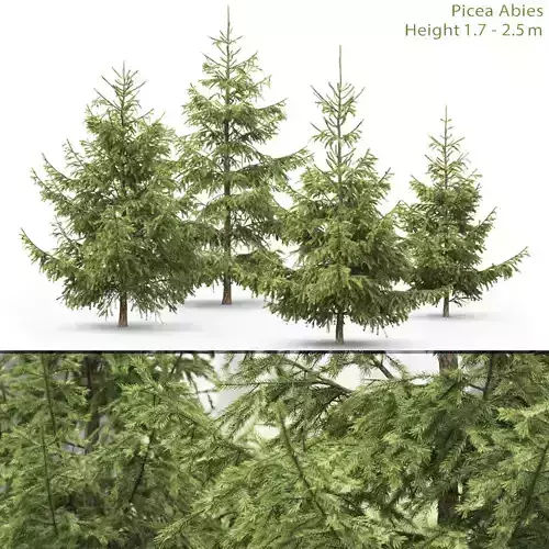Picea 10 3D model