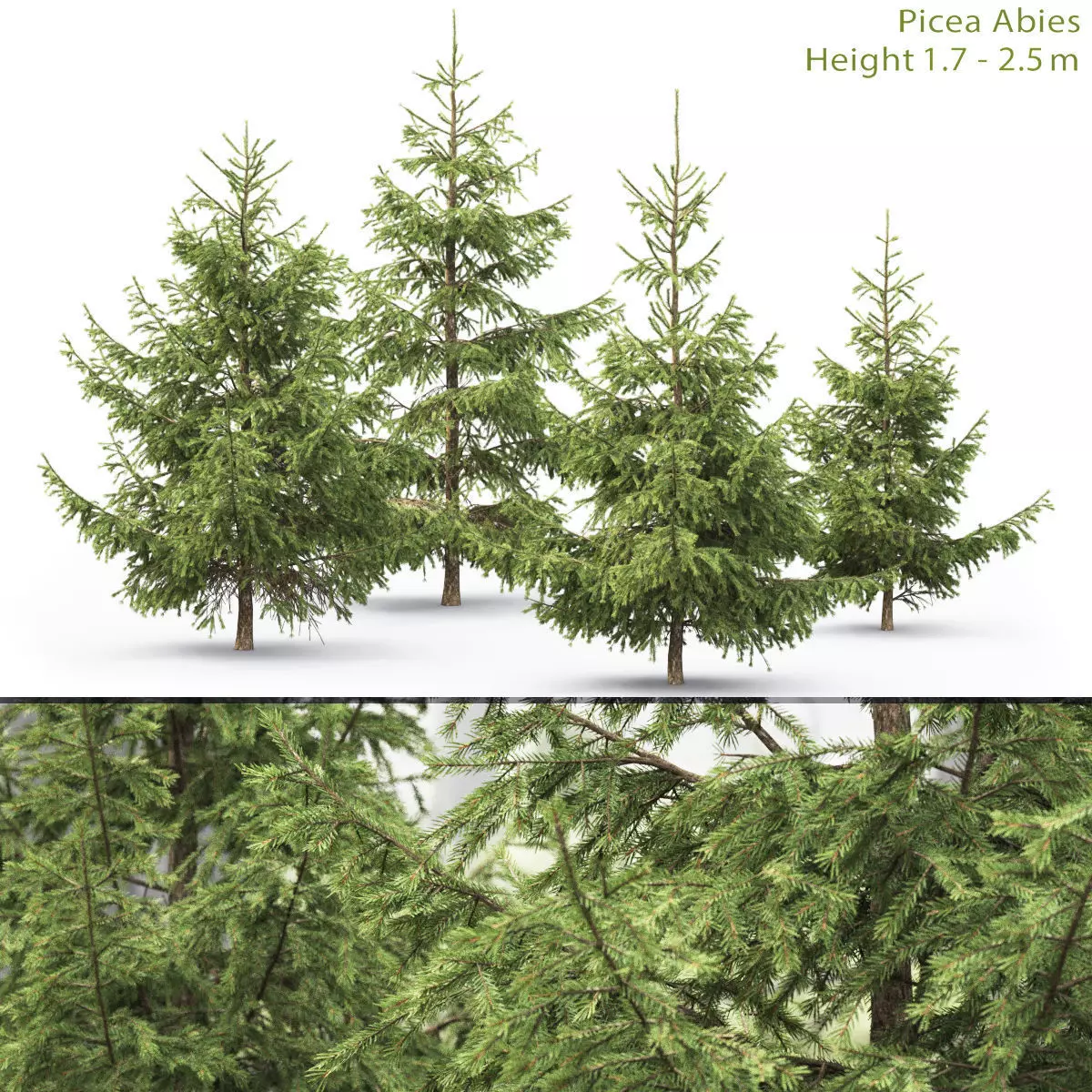 Picea 10 3D model_0