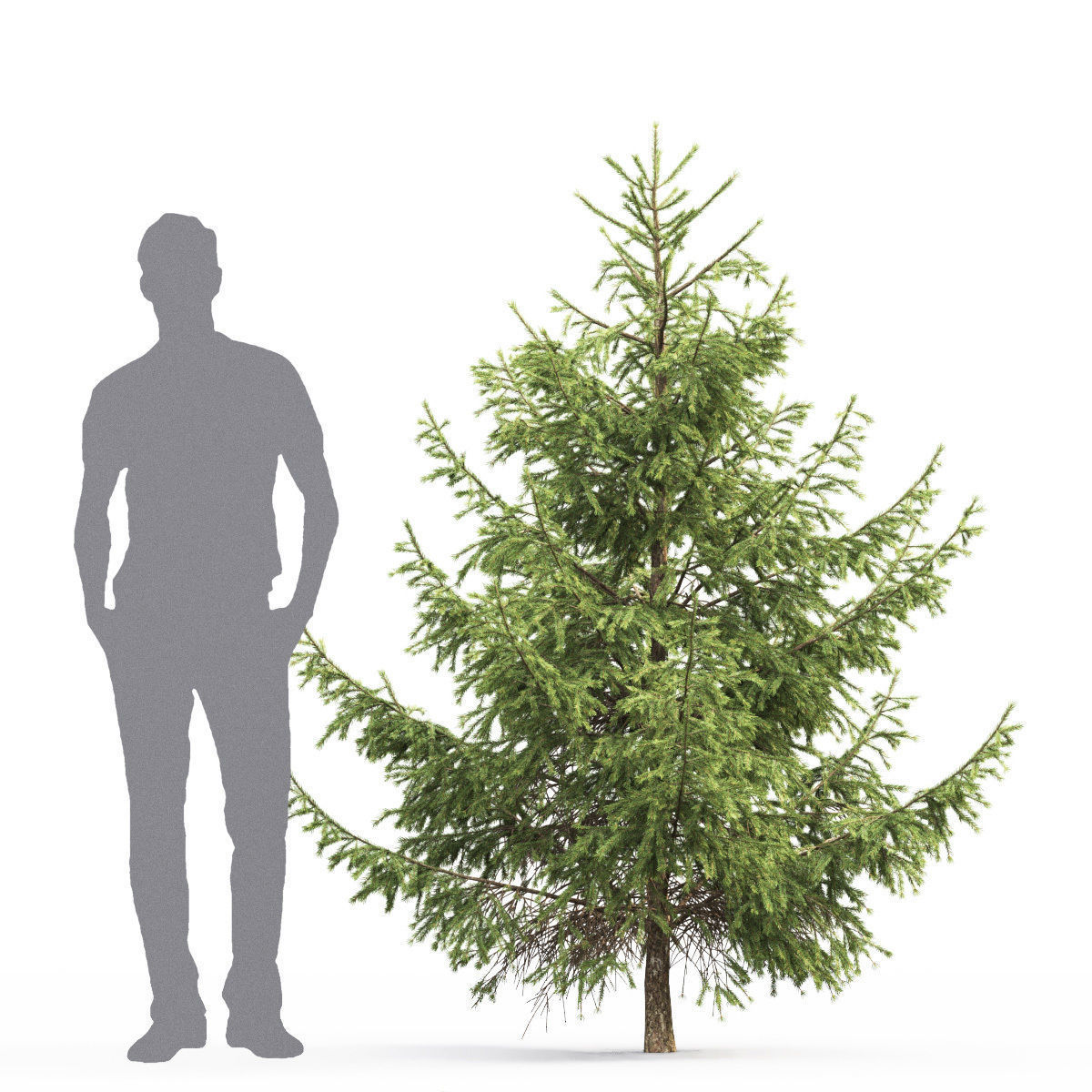 Picea 10 3D model_1