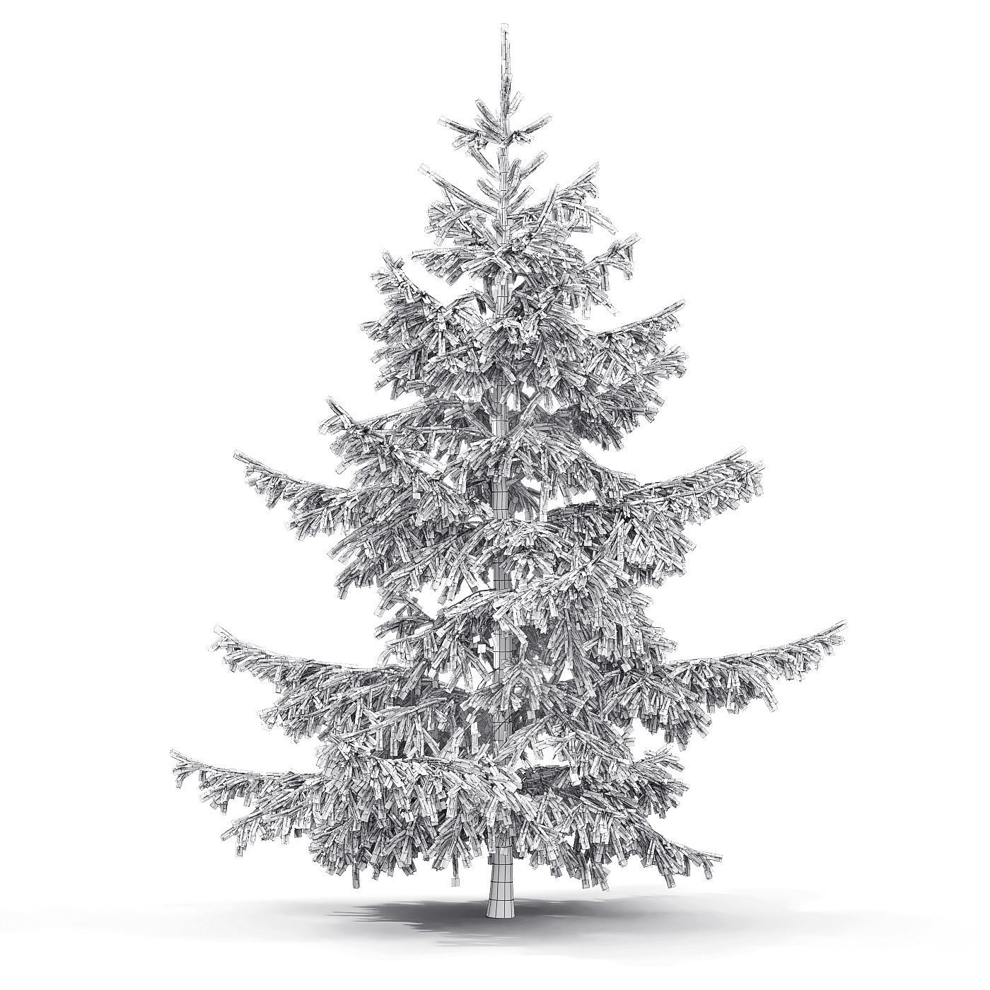 Picea 10 3D model_5
