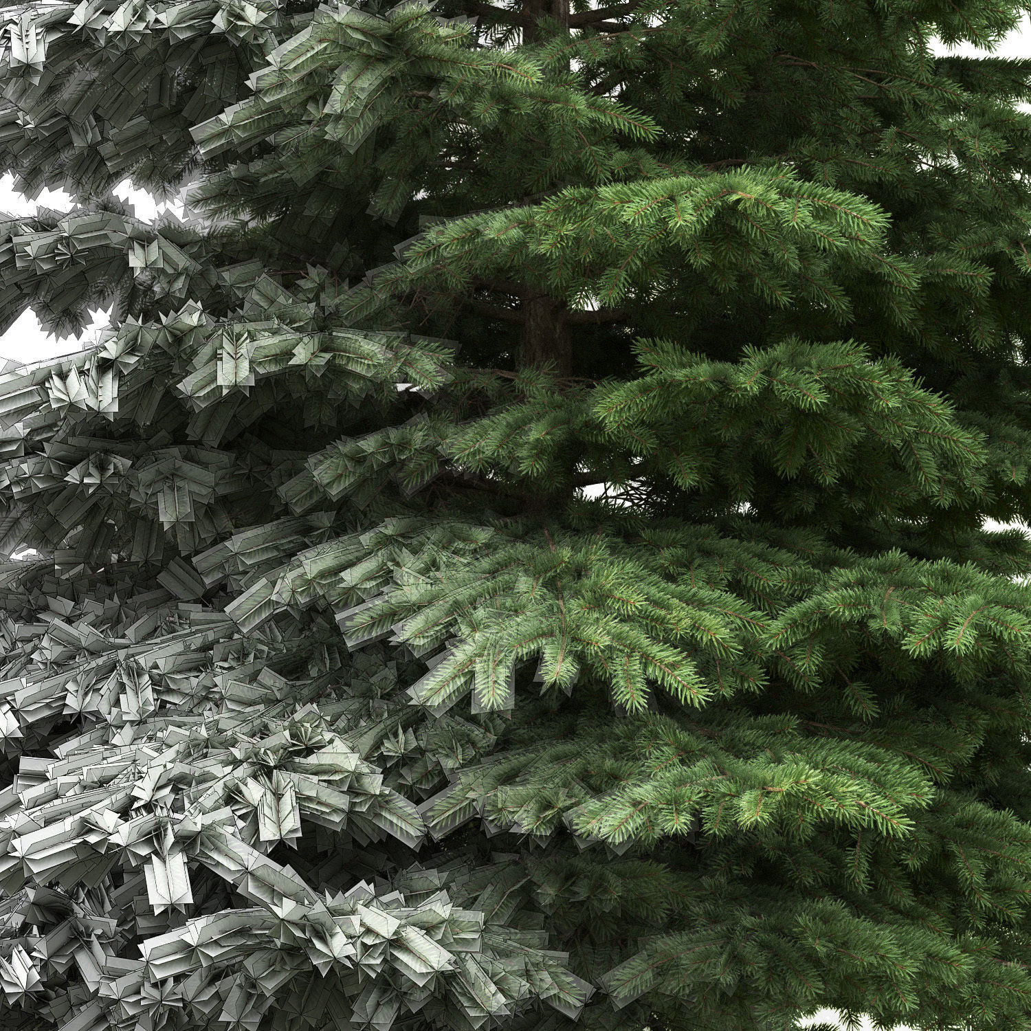 Picea Pungens  01 3D model_2