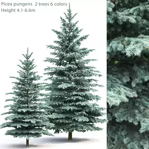 Picea Pungens  01 3D model