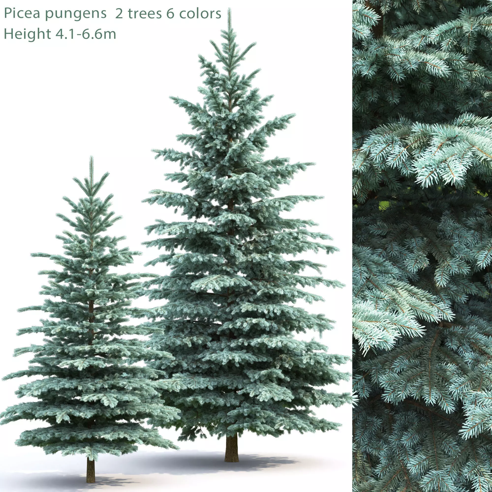 Picea Pungens  01 3D model_0