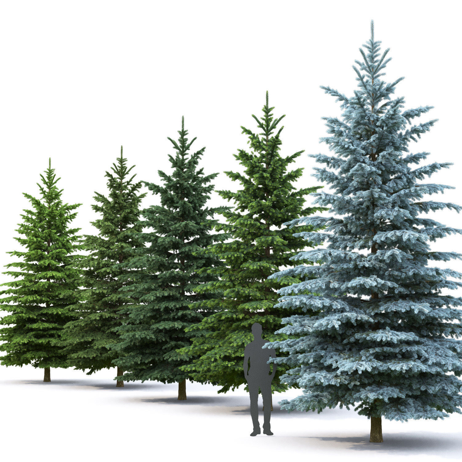 Picea Pungens  01 3D model_1