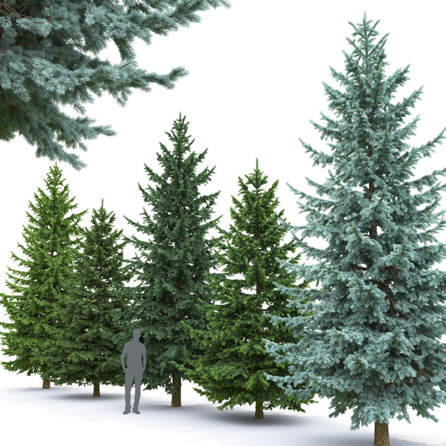 Picea Pungens 02  3D model_1