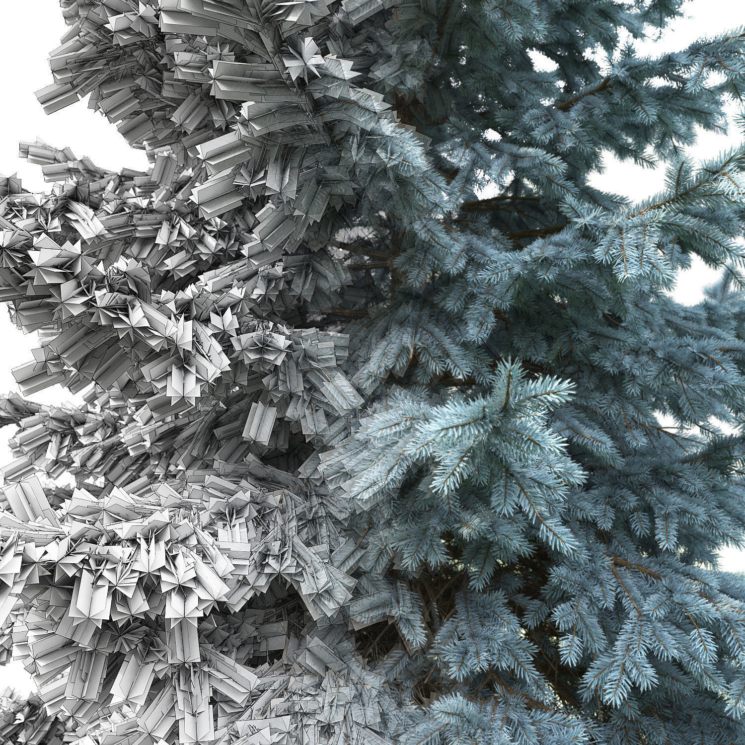 Picea Pungens 02  3D model_2