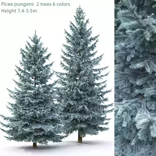 Picea Pungens 02  3D model