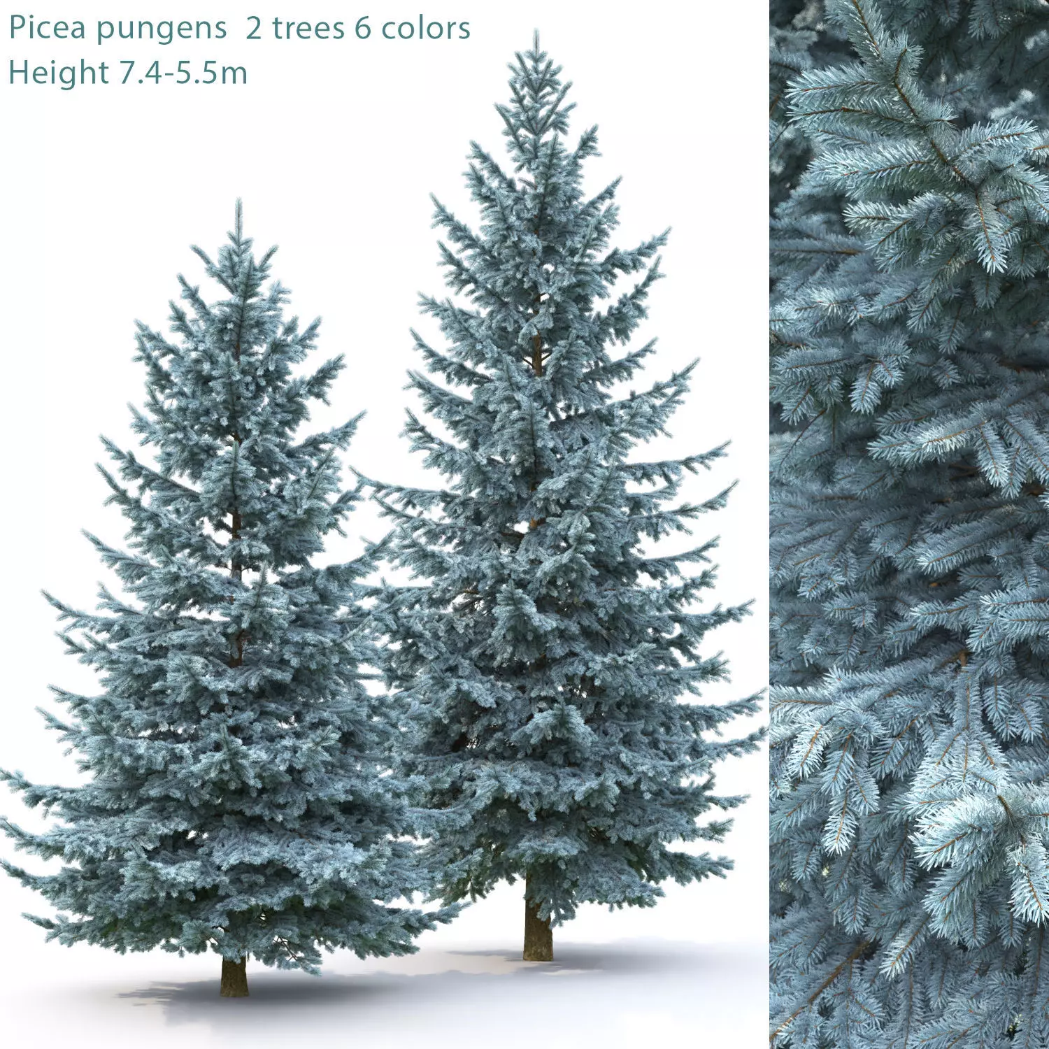 Picea Pungens 02  3D model_0