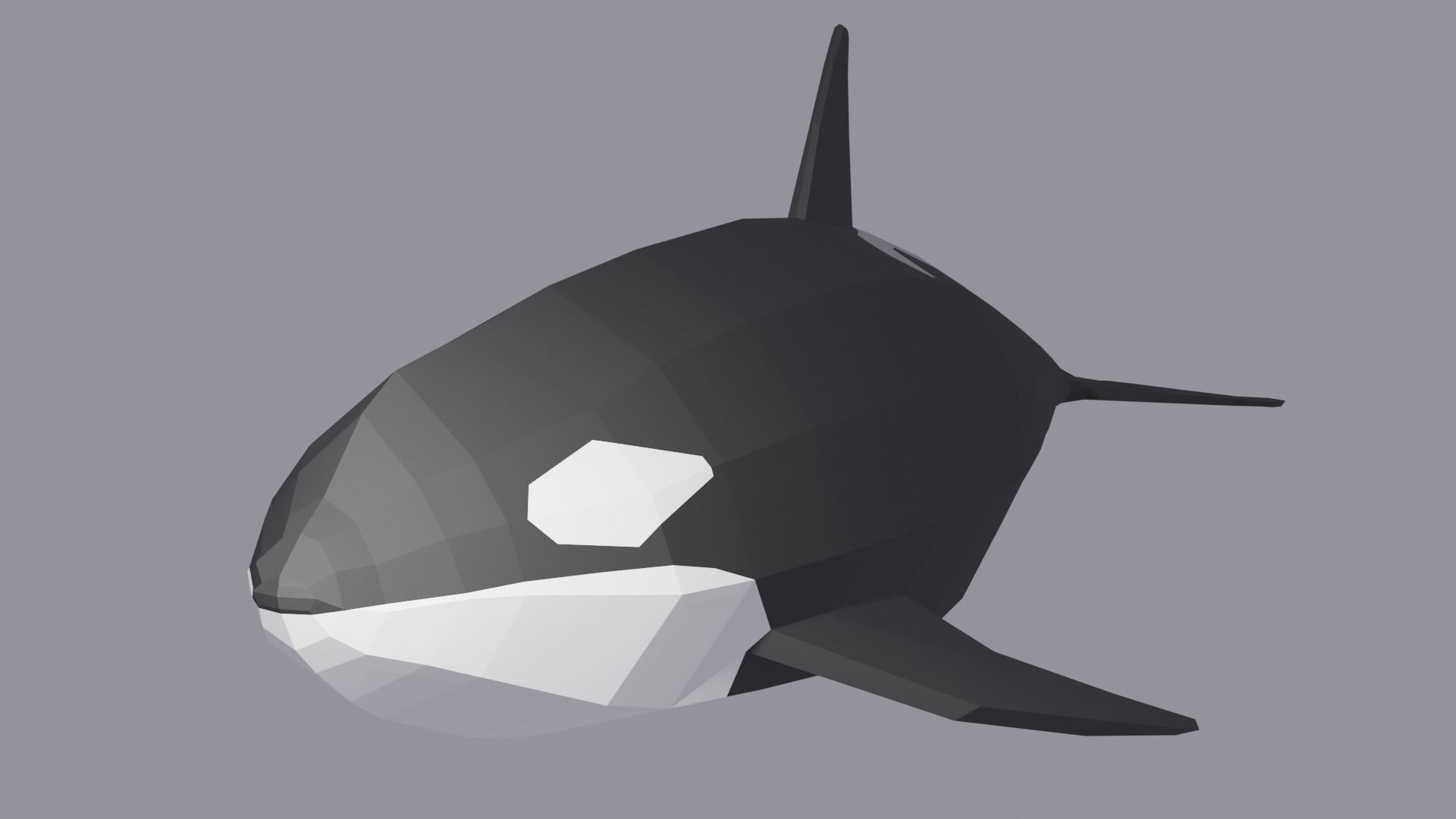 Orcinus Orca or Killer Whale Low Poly Free low-poly 3D model_2