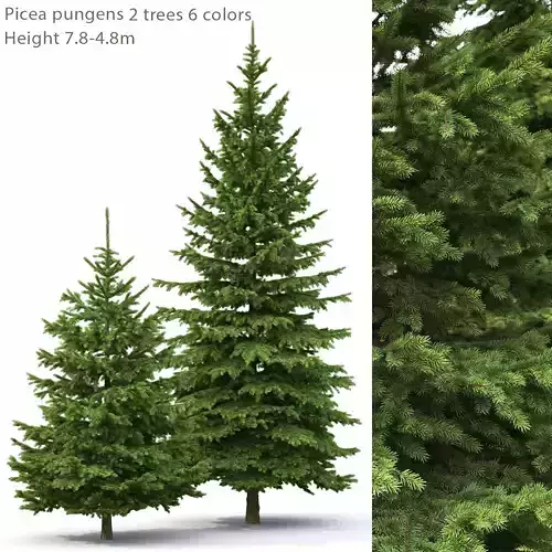 Picea Pungens 03  3D model