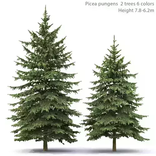 Picea Pungens 04 3D model