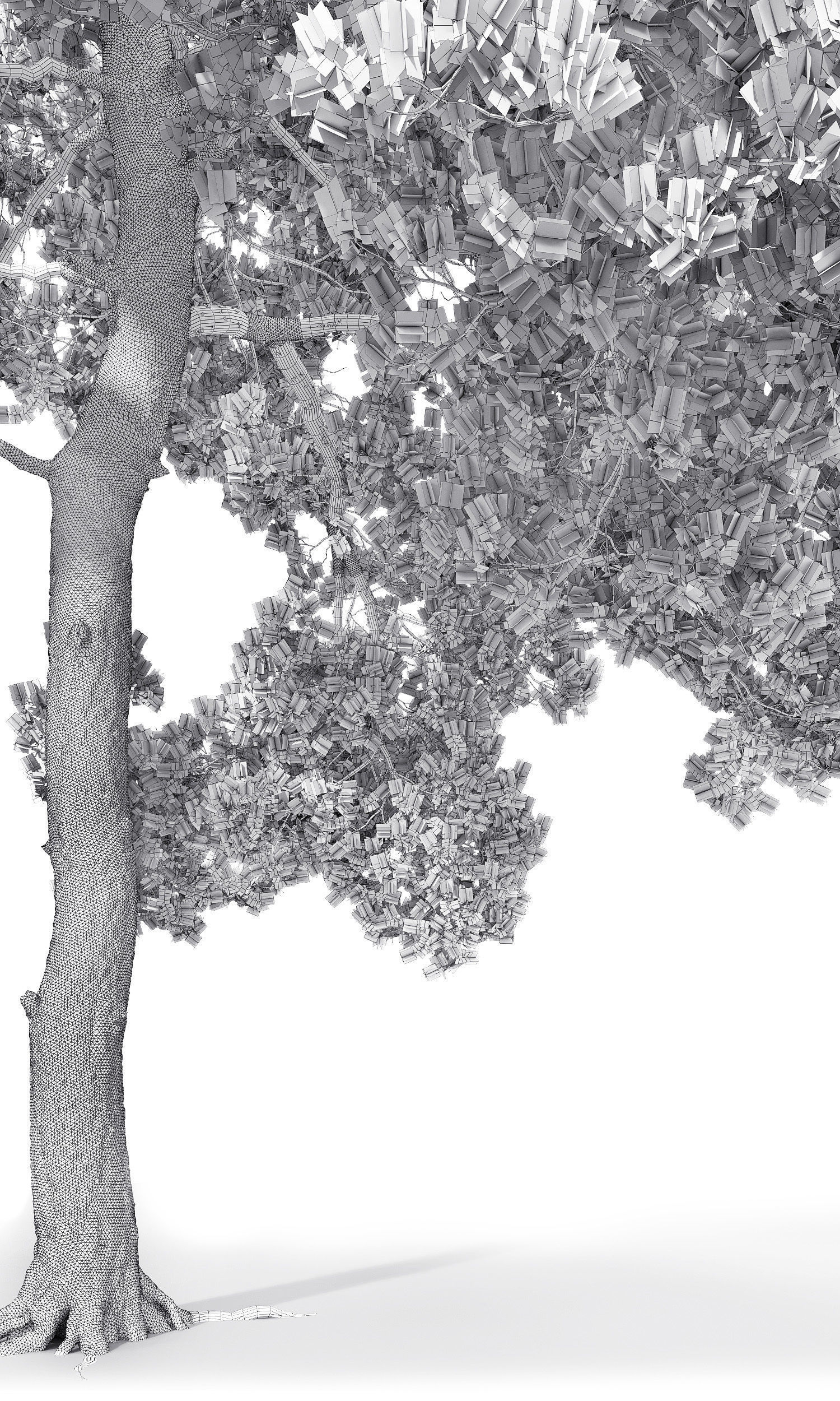 Pinus Sylvestris 13 H12m 3D model_6