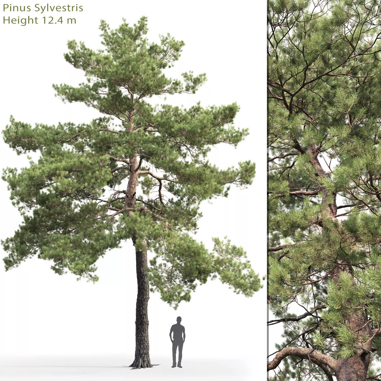 Pinus Sylvestris 13 H12m 3D model_0