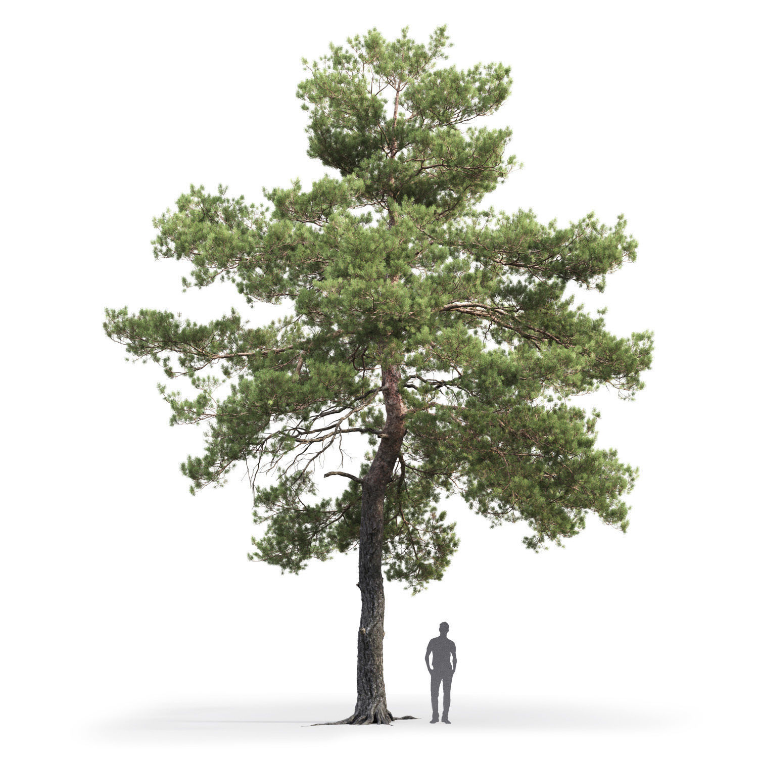 Pinus Sylvestris 13 H12m 3D model_3