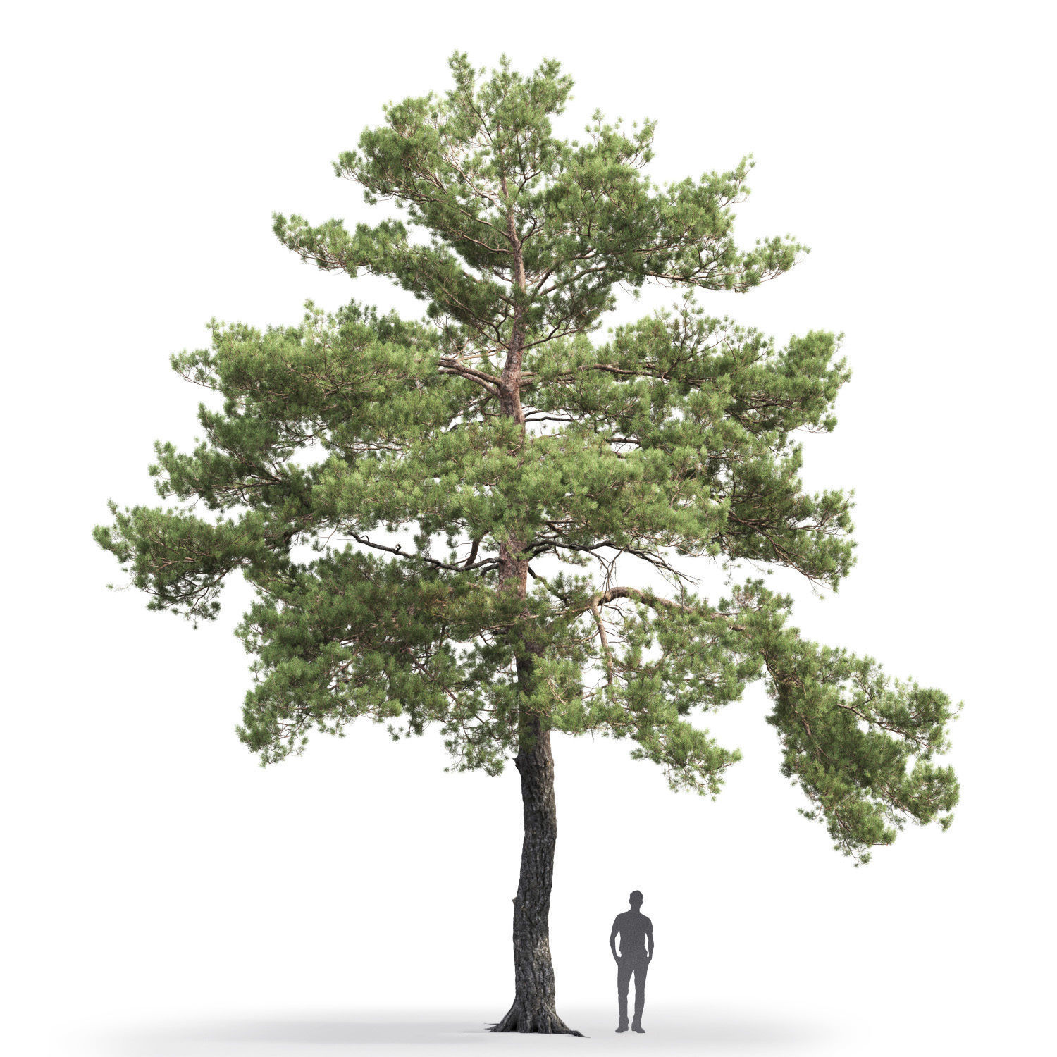 Pinus Sylvestris 13 H12m 3D model_5