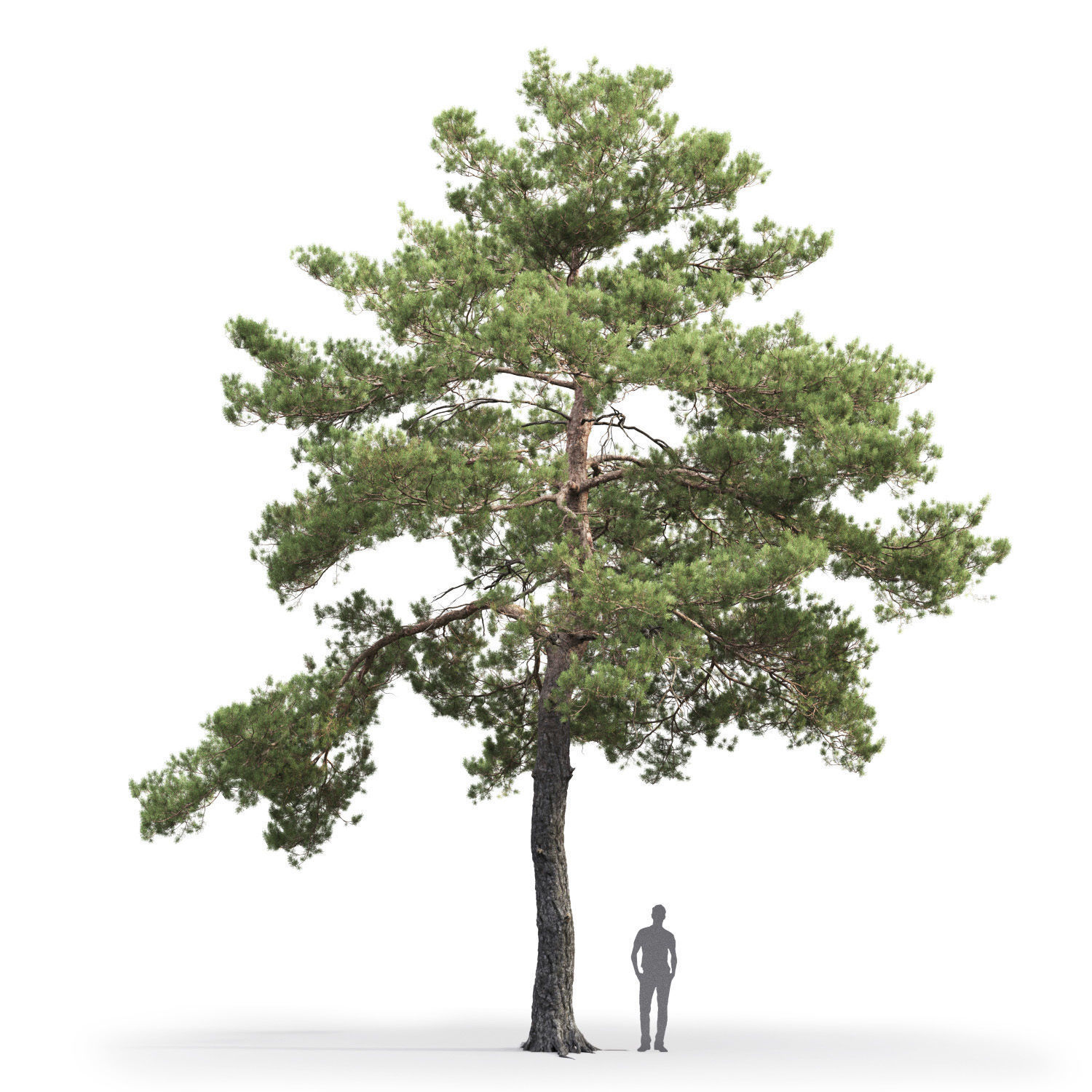 Pinus Sylvestris 13 H12m 3D model_1