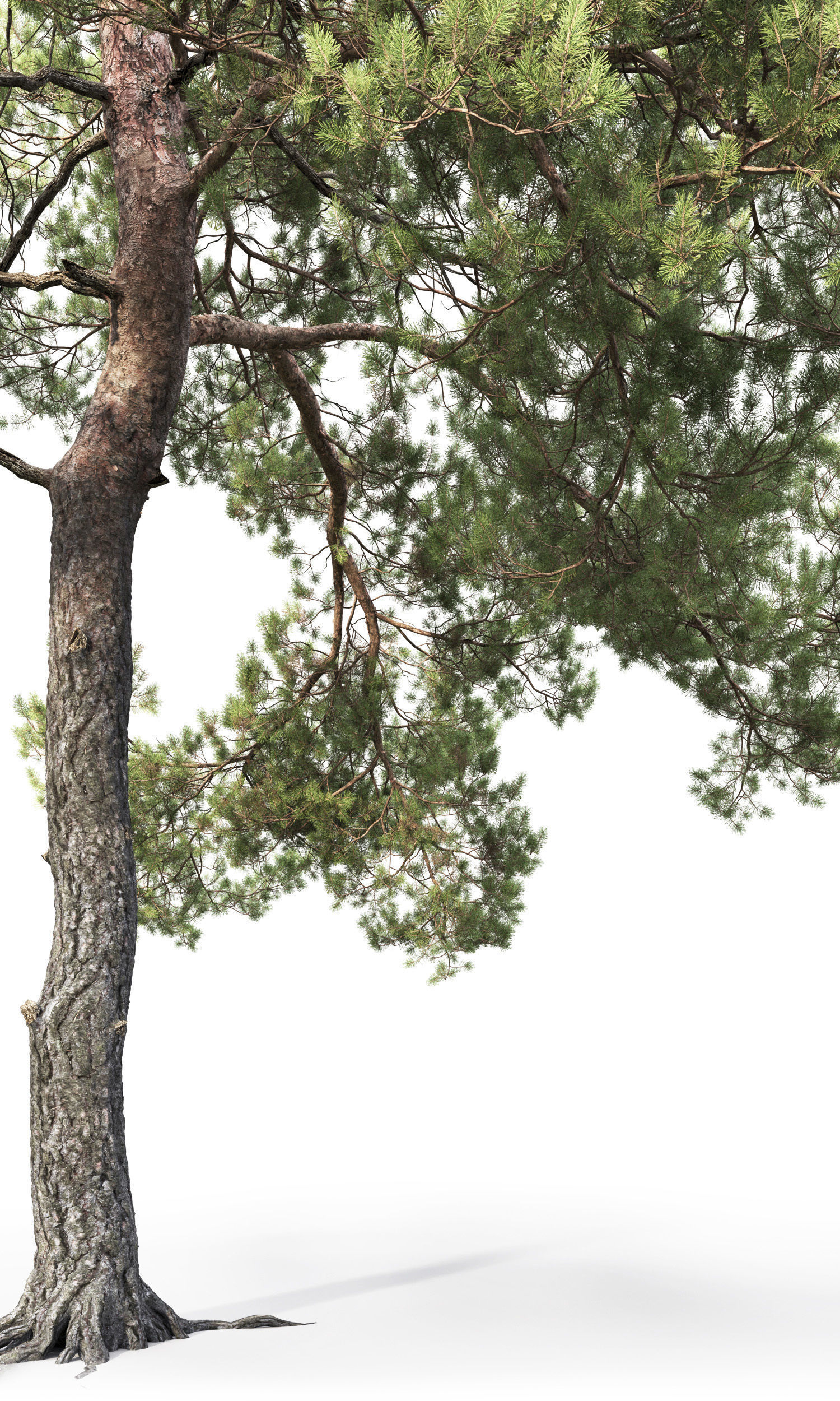 Pinus Sylvestris 13 H12m 3D model_2