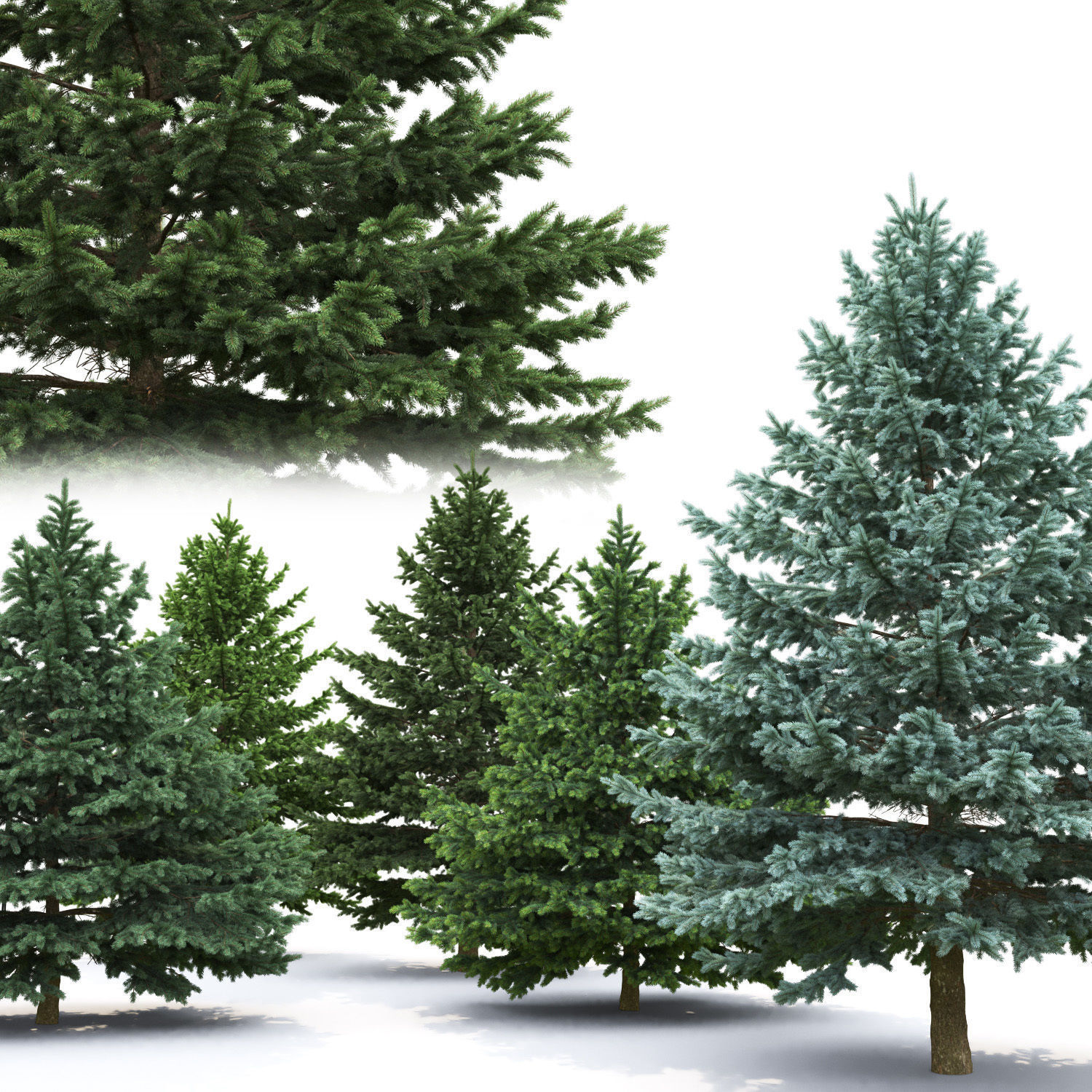 Picea Pungens 06  3D model_1