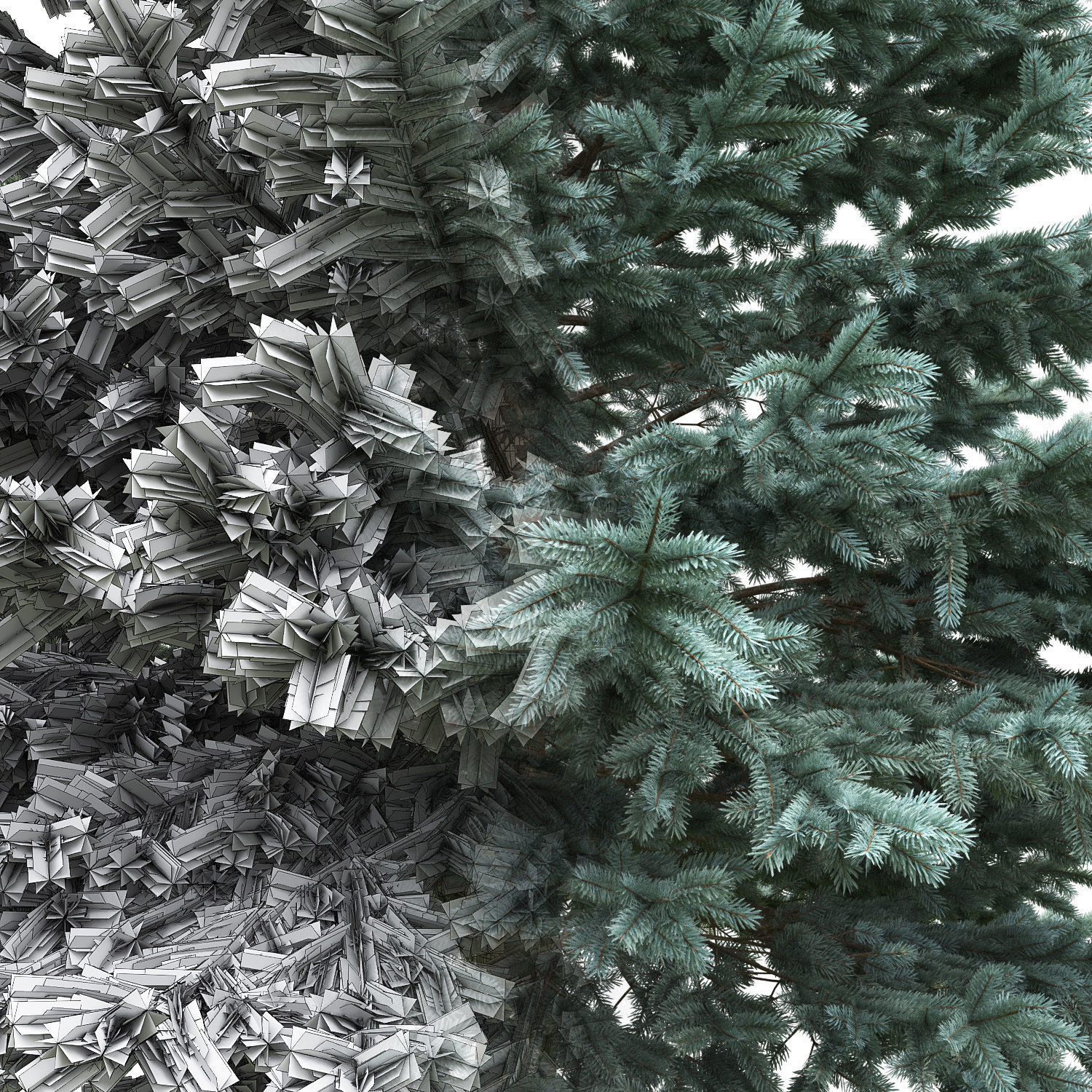 Picea Pungens 06  3D model_2