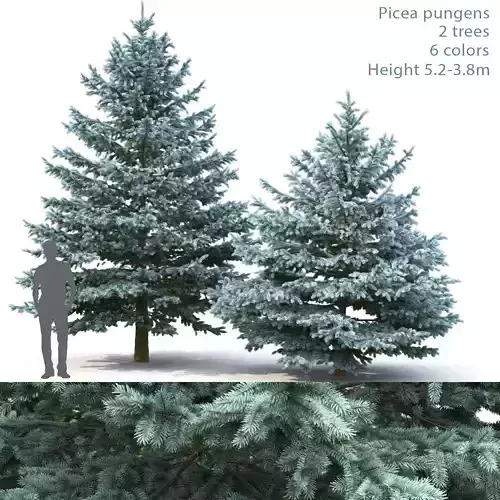 Picea Pungens 06  3D model
