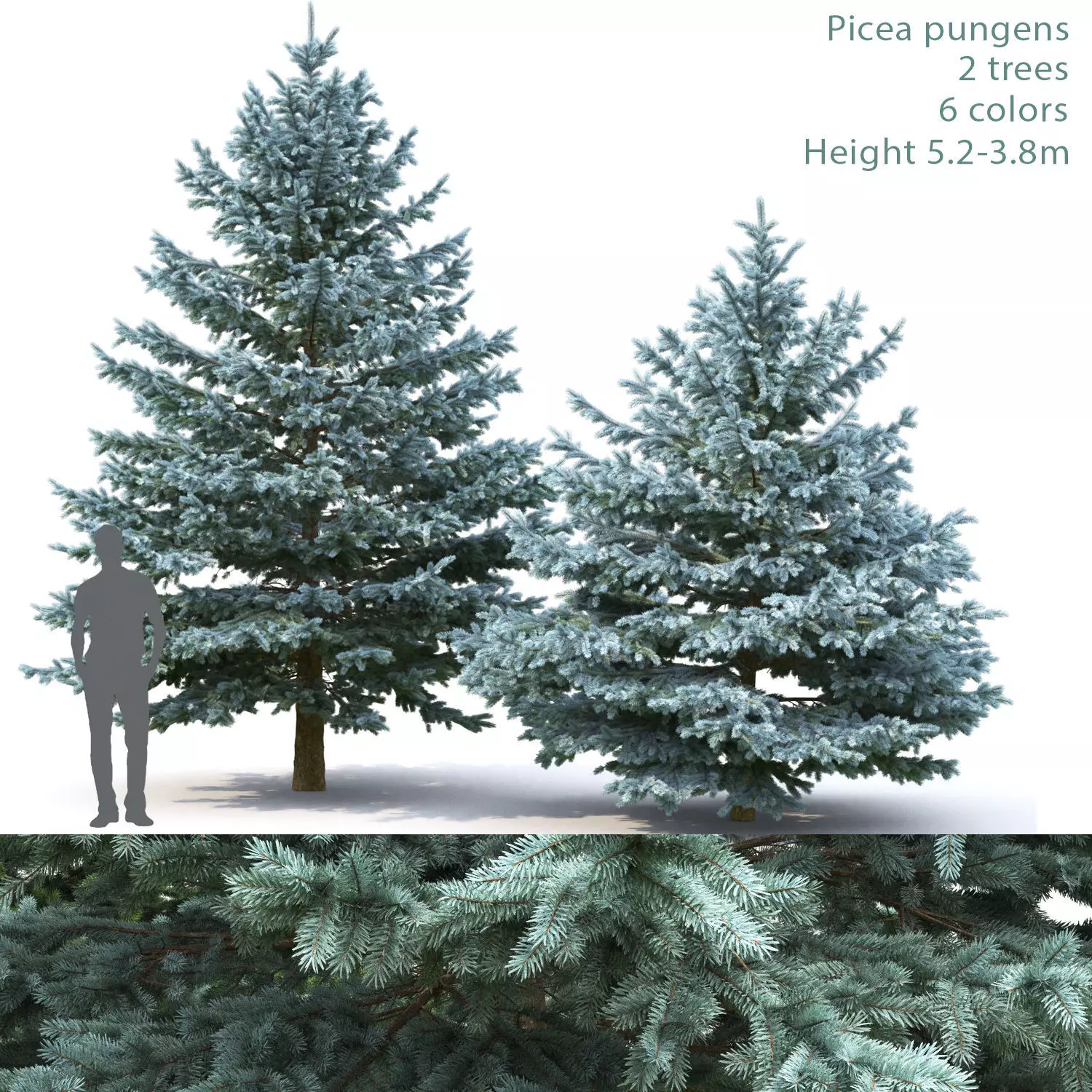 Picea Pungens 06  3D model_0