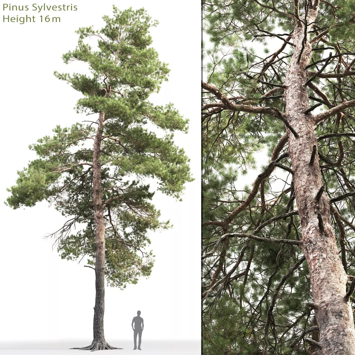 Pinus Sylvestris 14 H16m 3D model_0