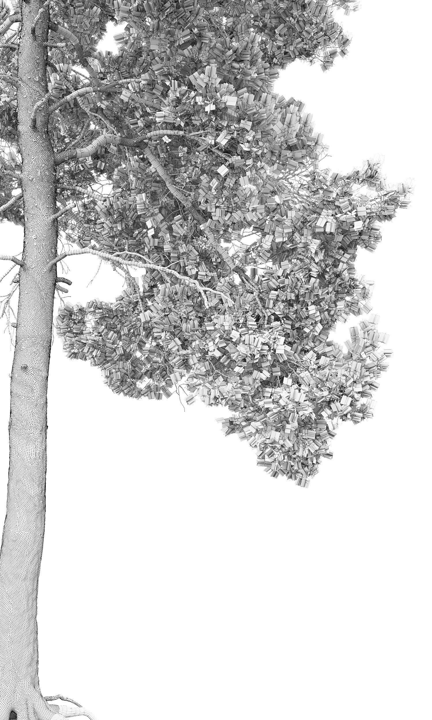 Pinus Sylvestris 14 H16m 3D model_4