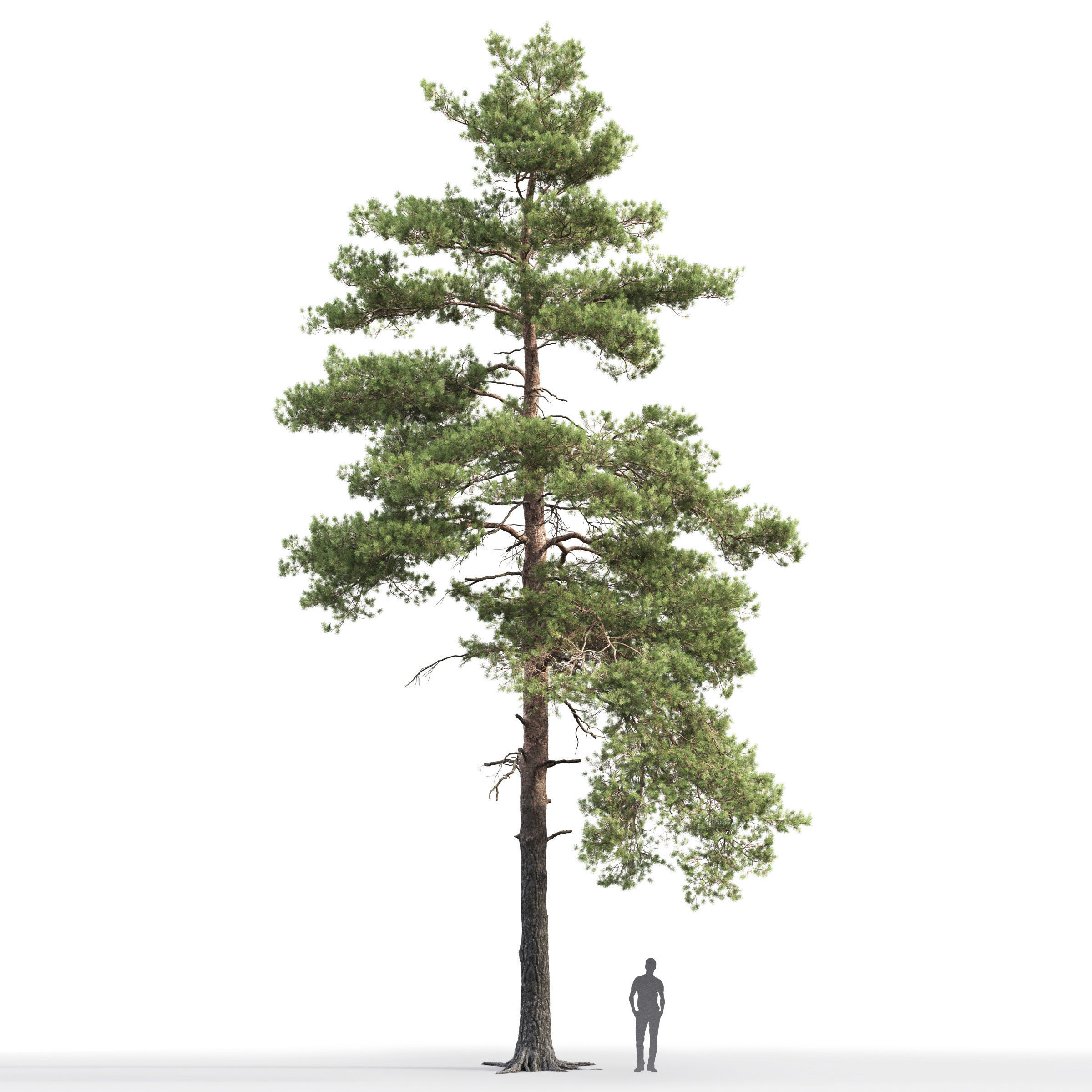 Pinus Sylvestris 14 H16m 3D model_2
