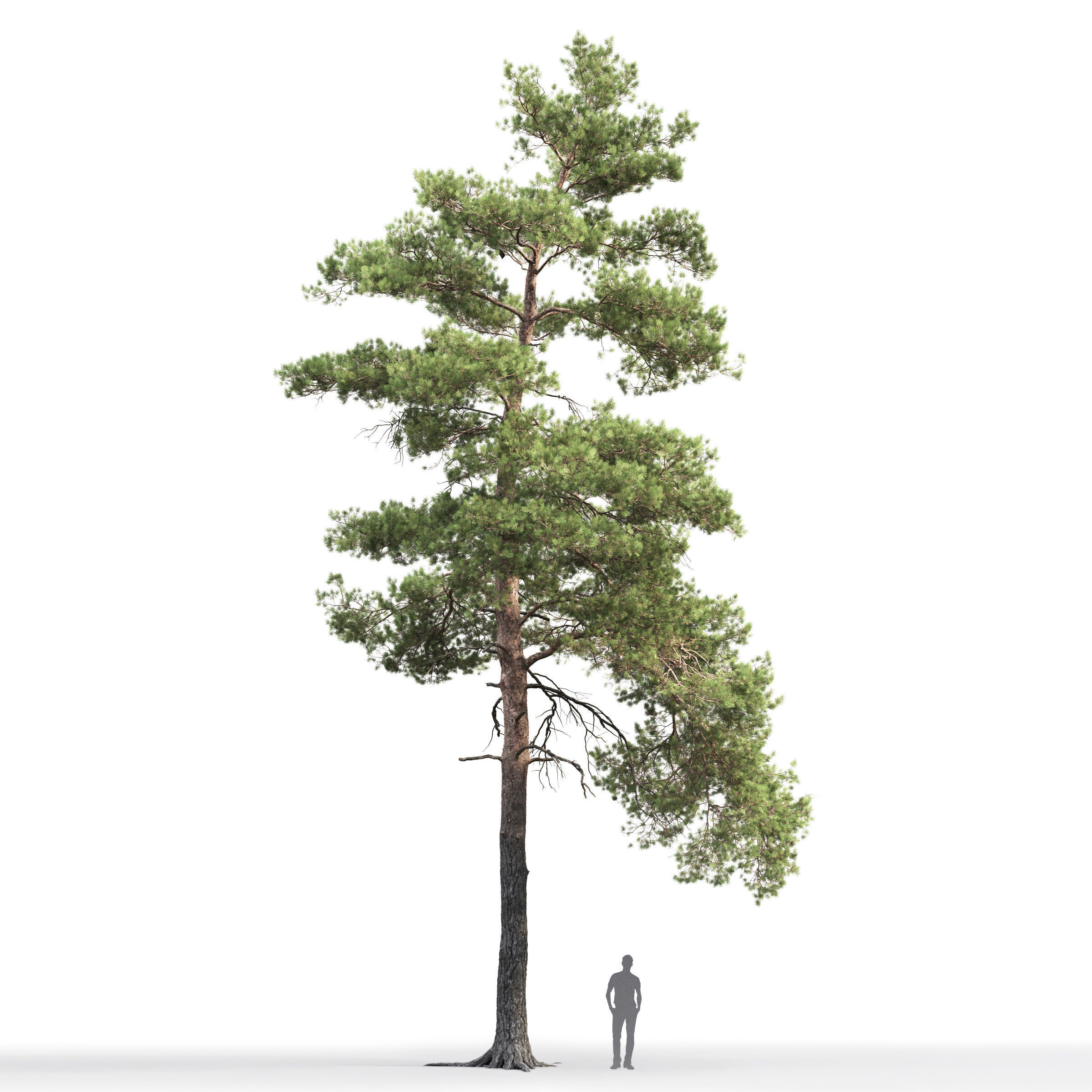 Pinus Sylvestris 14 H16m 3D model_1