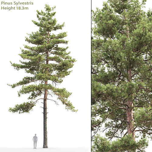 Pinus Sylvestris 16 H18m 3D model