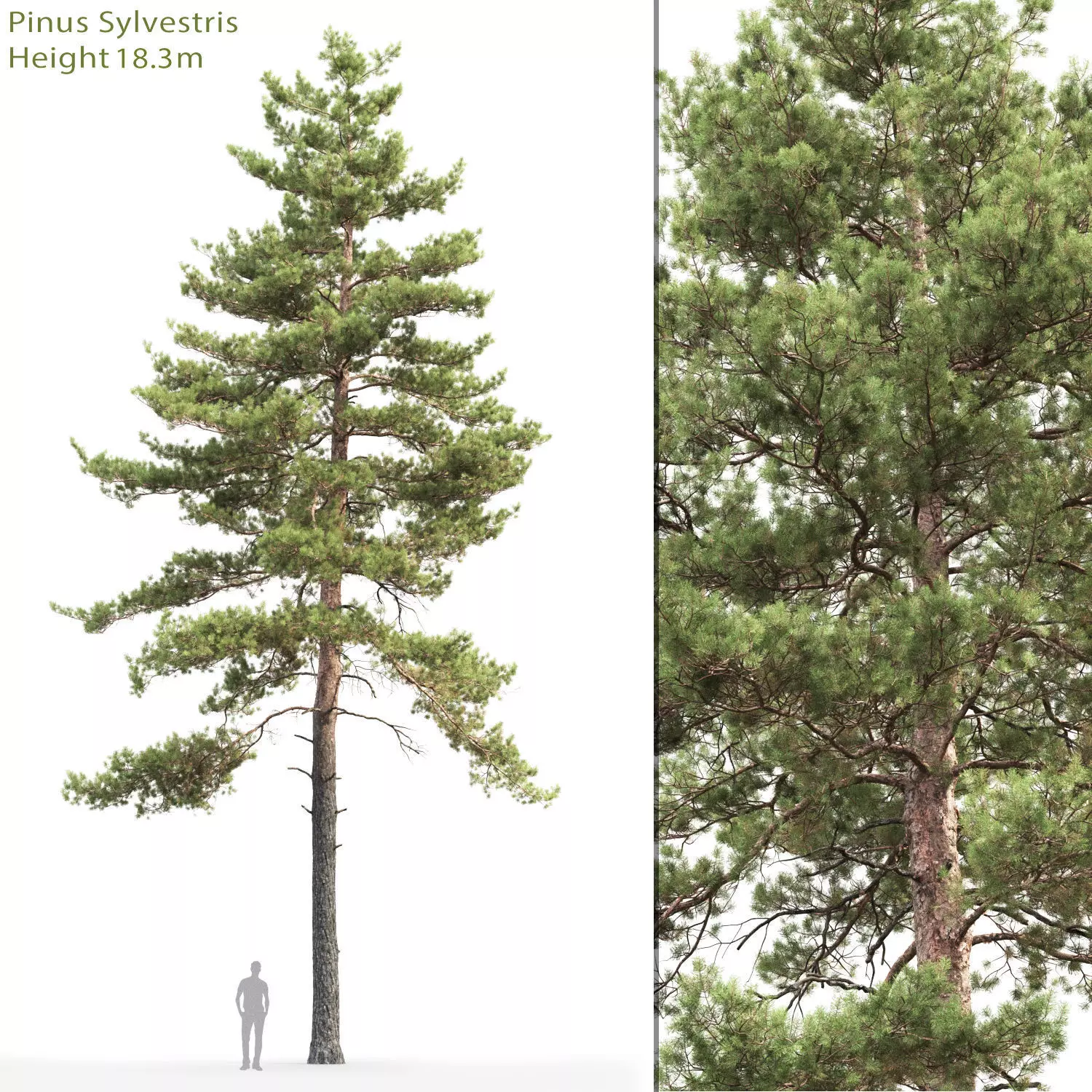 Pinus Sylvestris 16 H18m 3D model_0