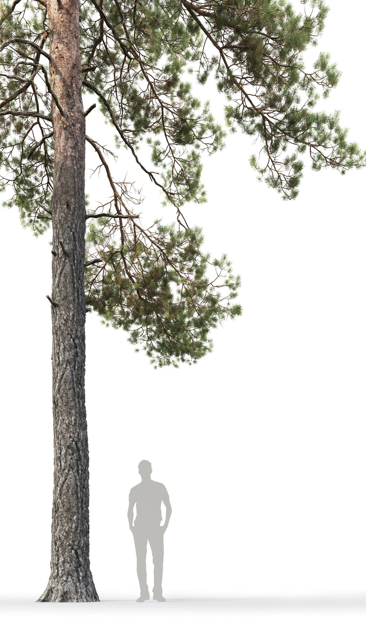 Pinus Sylvestris 16 H18m 3D model_2