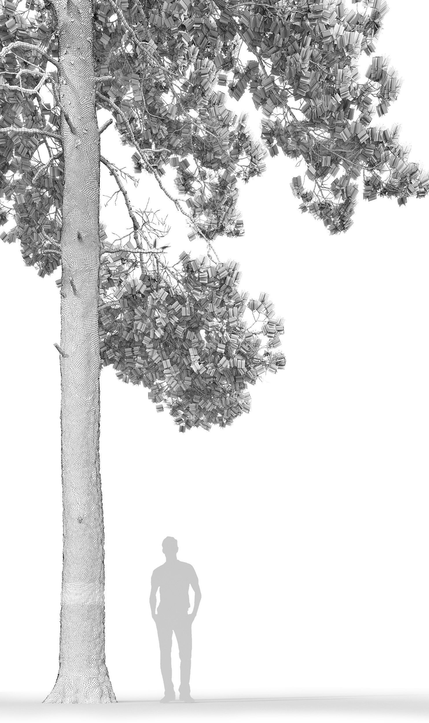 Pinus Sylvestris 16 H18m 3D model_3