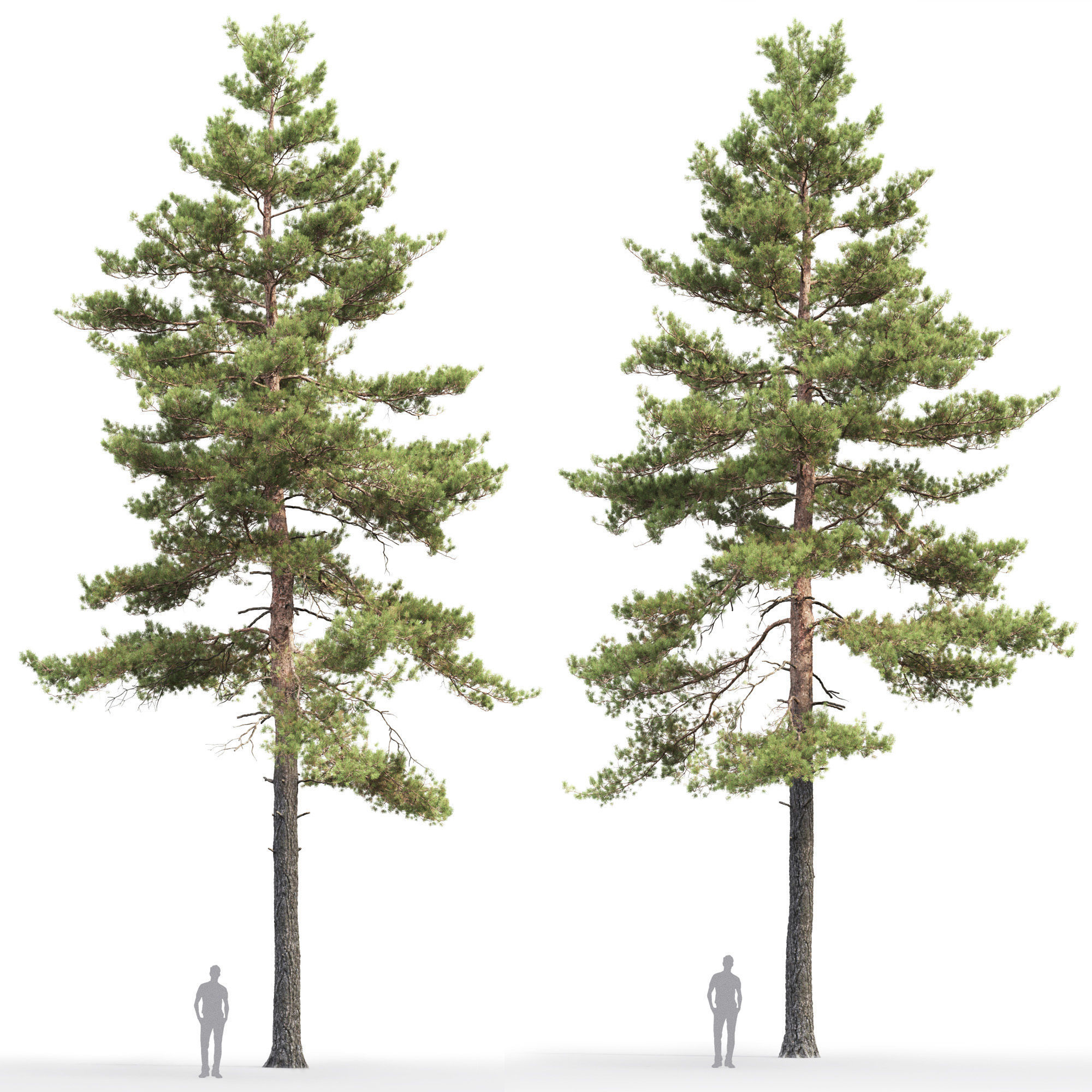 Pinus Sylvestris 16 H18m 3D model_1