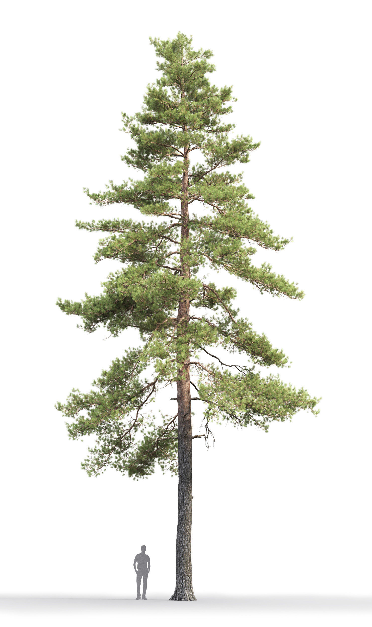 Pinus Sylvestris 17 H18m 3D model_1