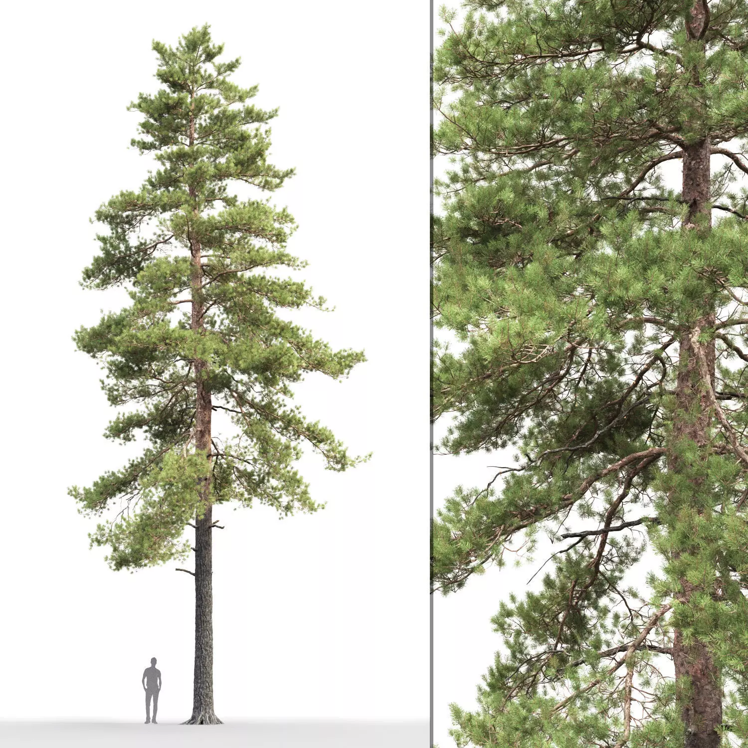 Pinus Sylvestris 17 H18m 3D model_0