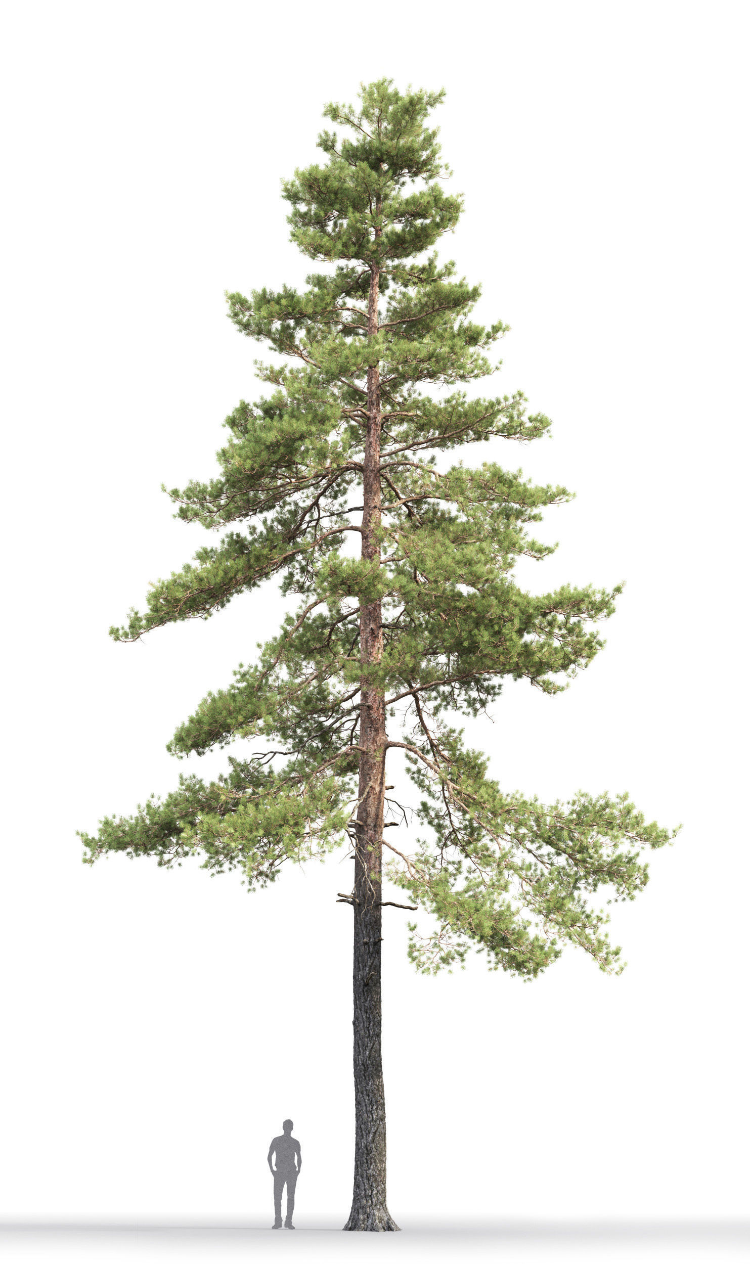 Pinus Sylvestris 17 H18m 3D model_2