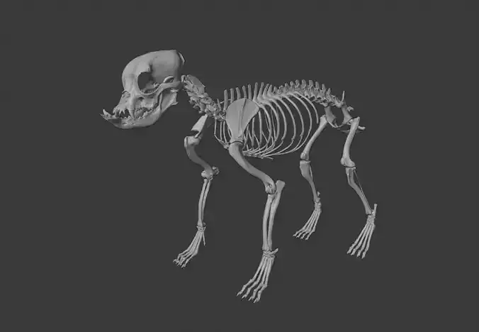 English Bulldog skeleton 3D print model