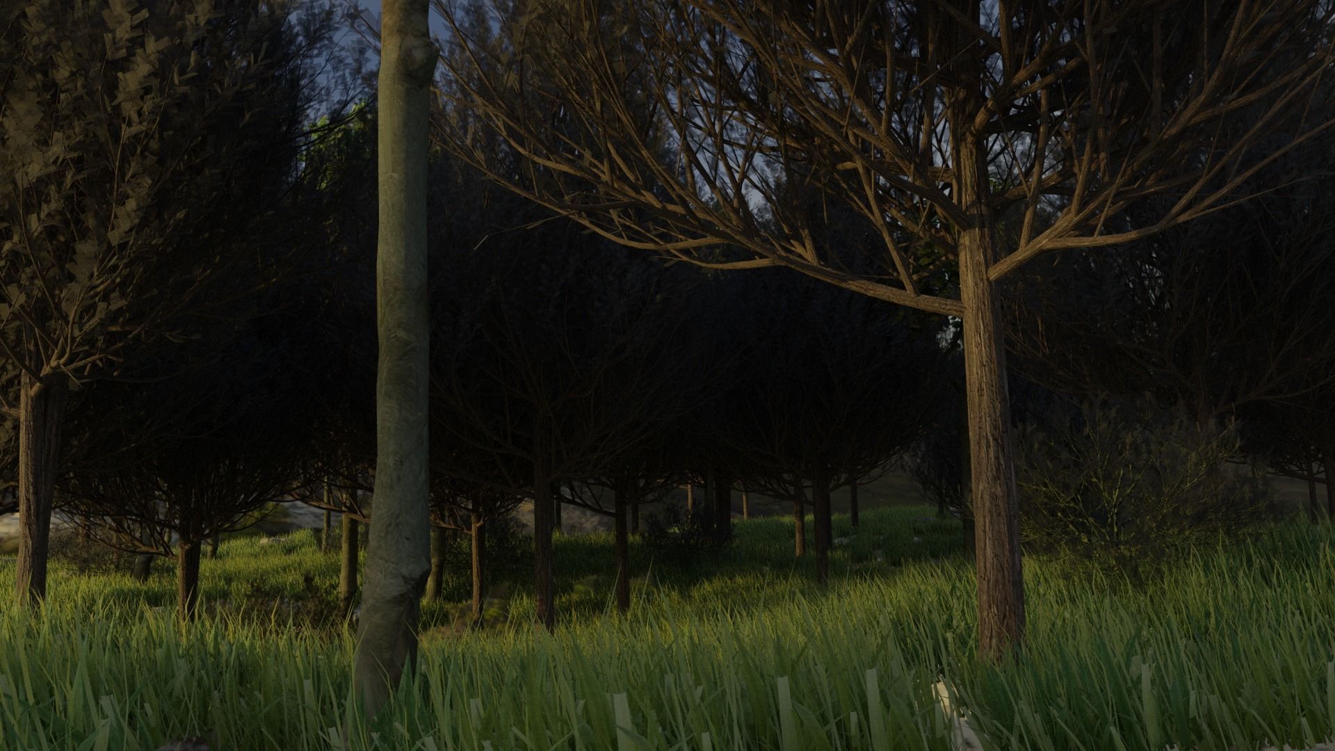 Forest with grass and trees 3D model_3