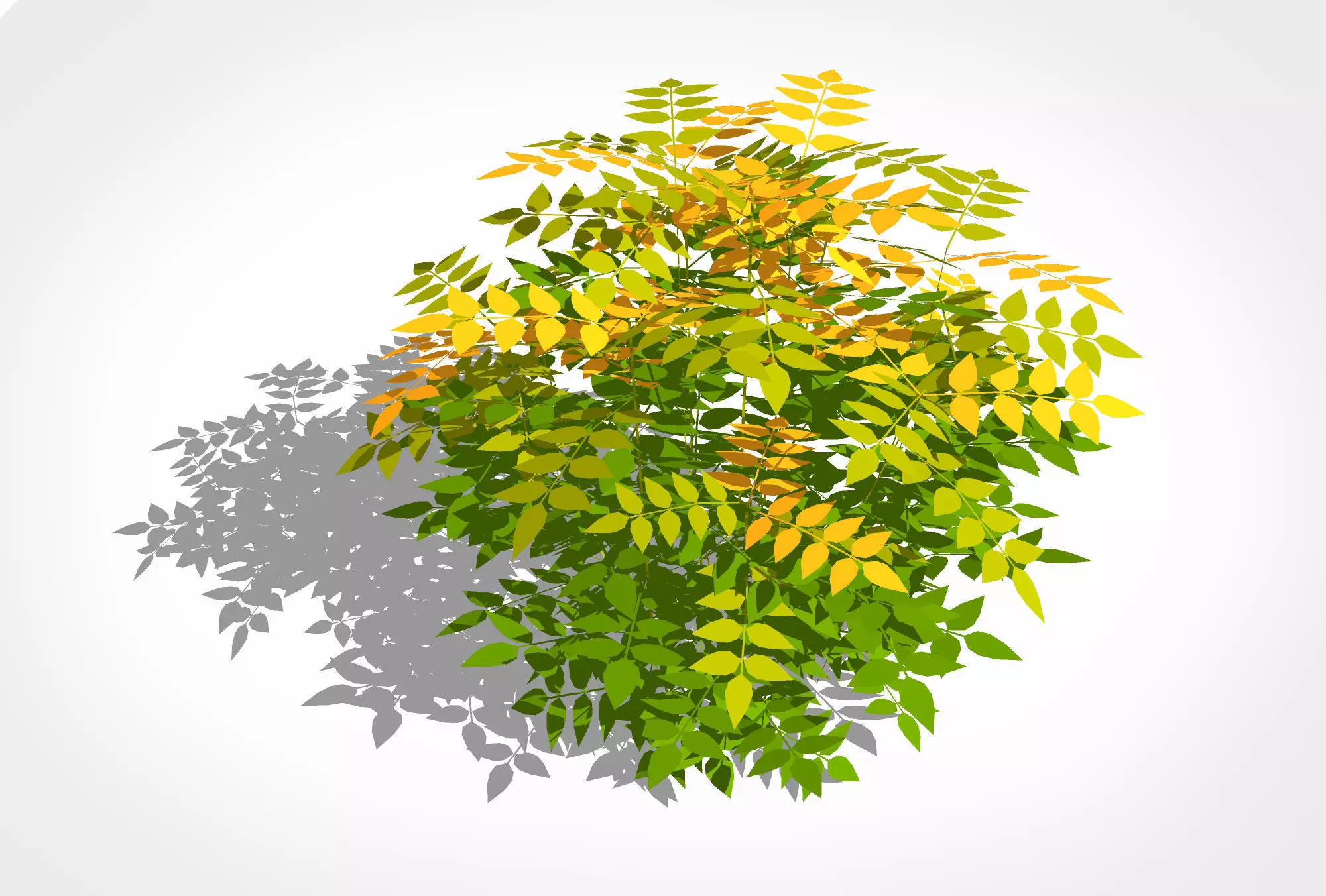 Nandina domestica - heavenly bamboo - sacred bamboo Low-poly 3D model_0