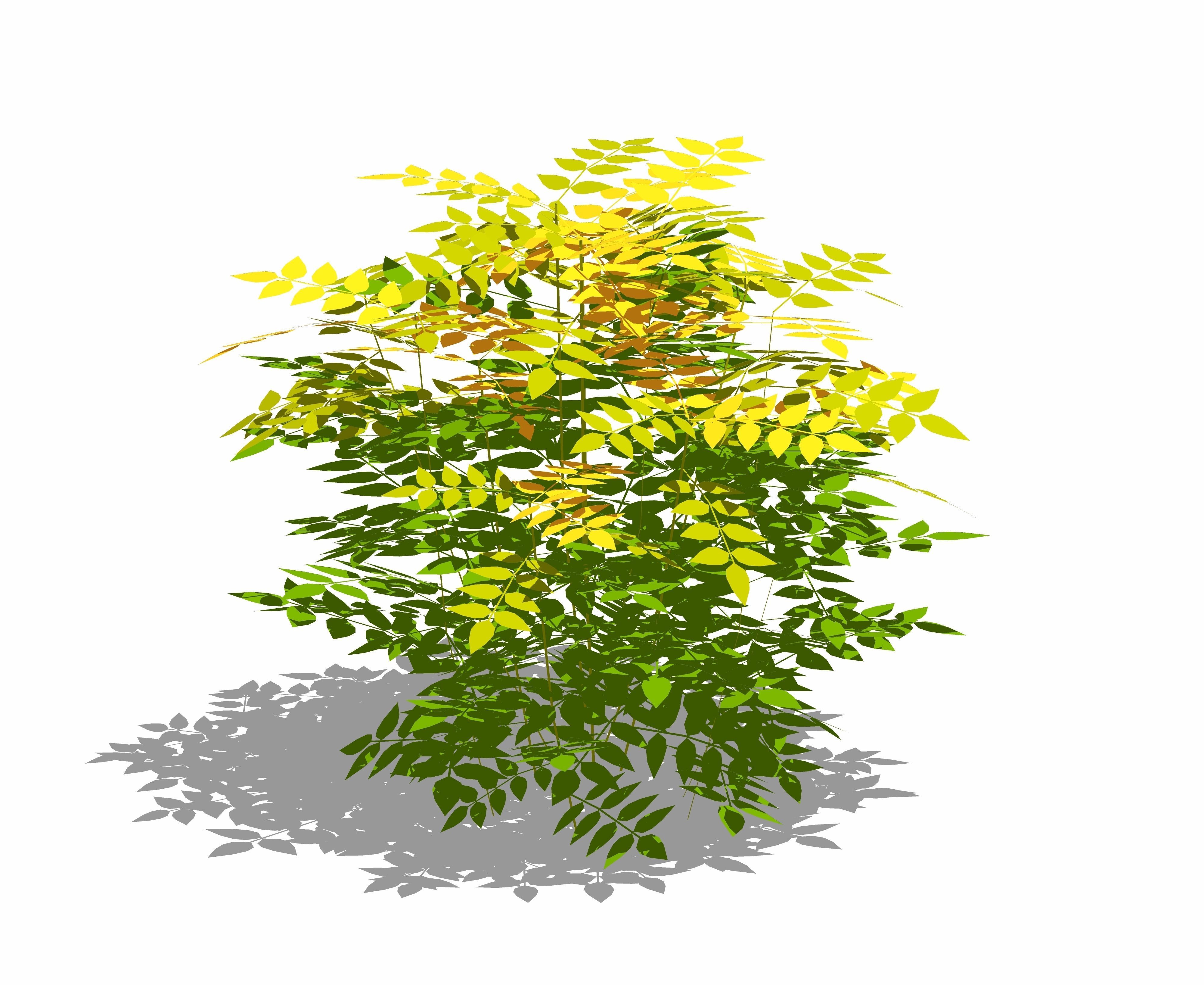 Nandina domestica - heavenly bamboo - sacred bamboo Low-poly 3D model_5