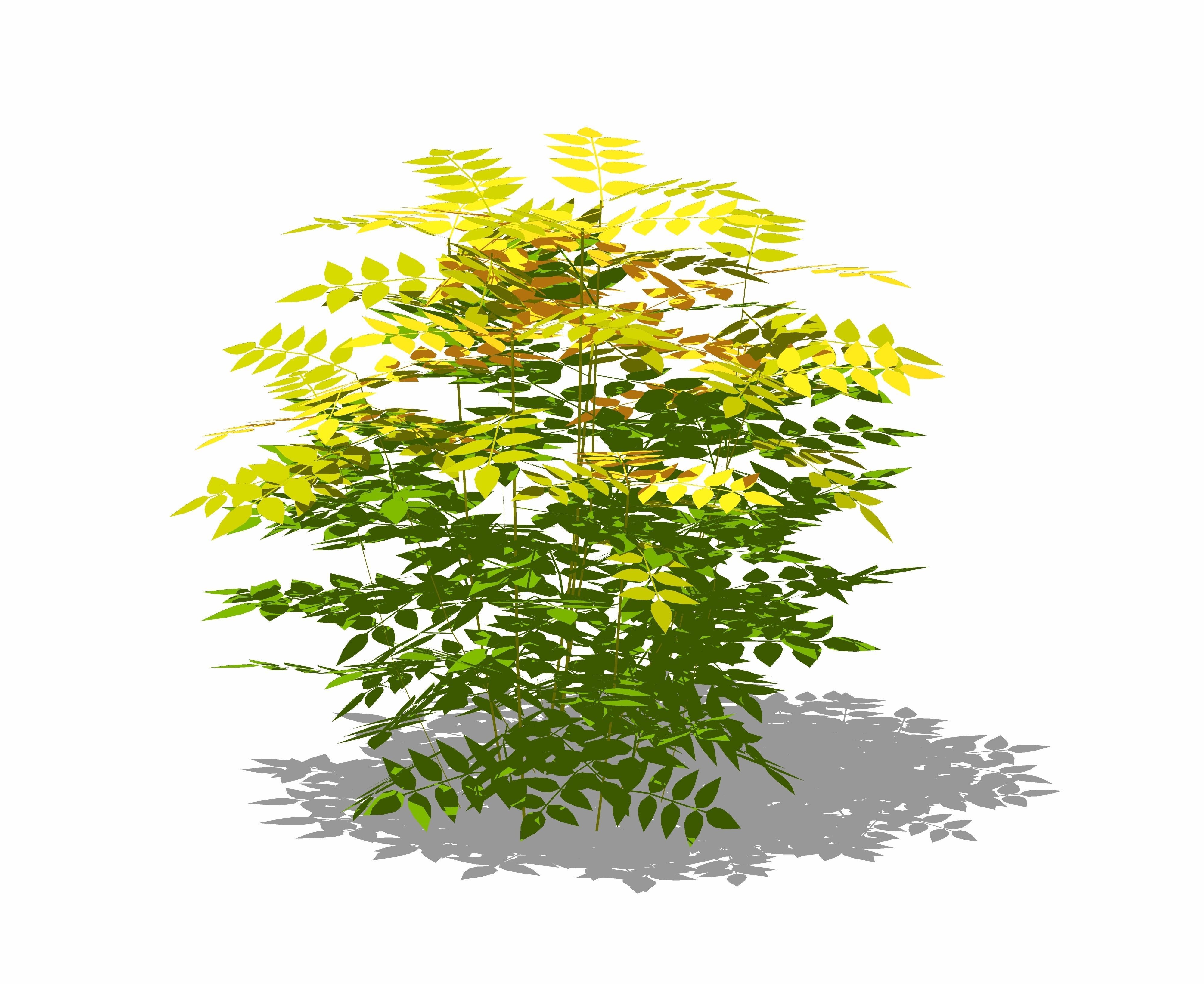 Nandina domestica - heavenly bamboo - sacred bamboo Low-poly 3D model_4